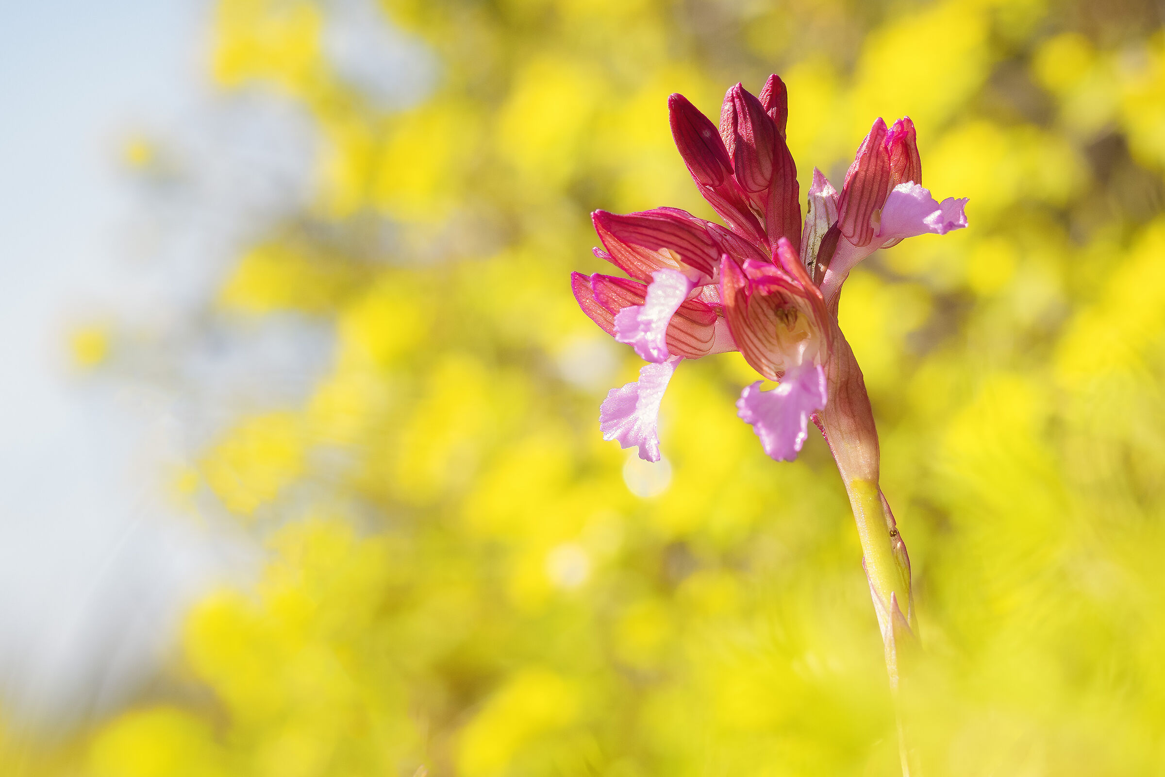 Butterfly orchid (Anacamptis papilionacea)