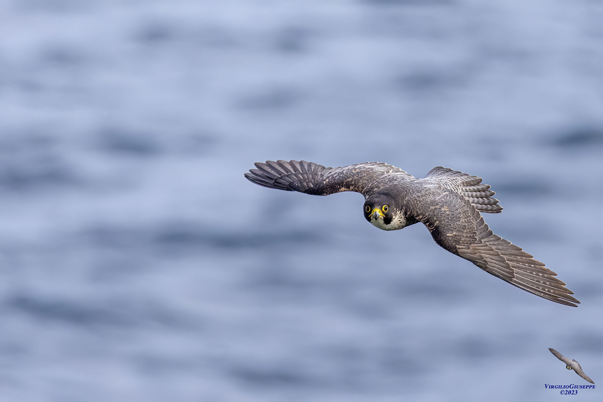 Peregrine Falcon Male (Sardinia) 2023