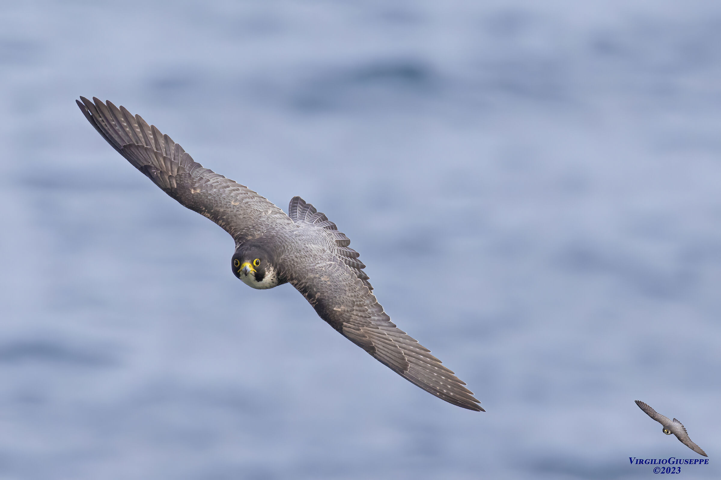 Peregrine Falcon Male (Sardinia) 2023