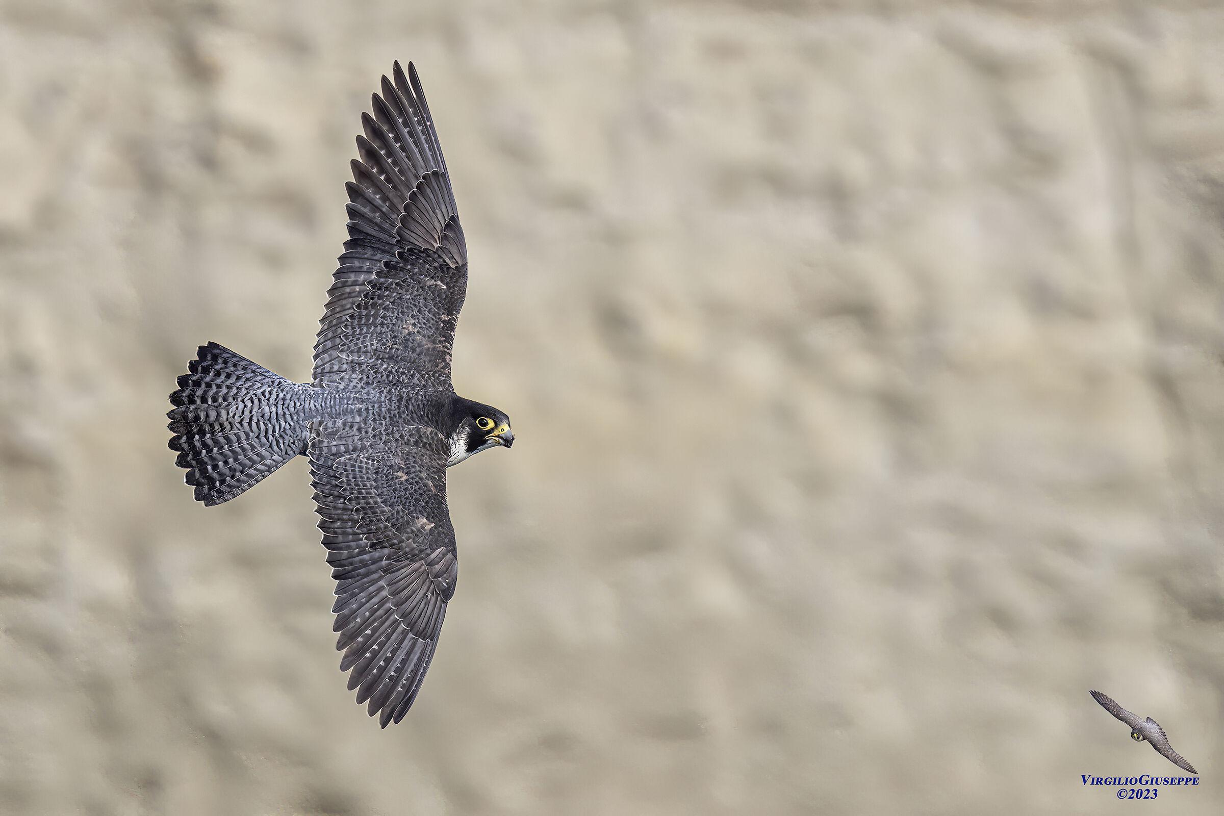 Peregrine Falcon Male (Sardinia) 2023