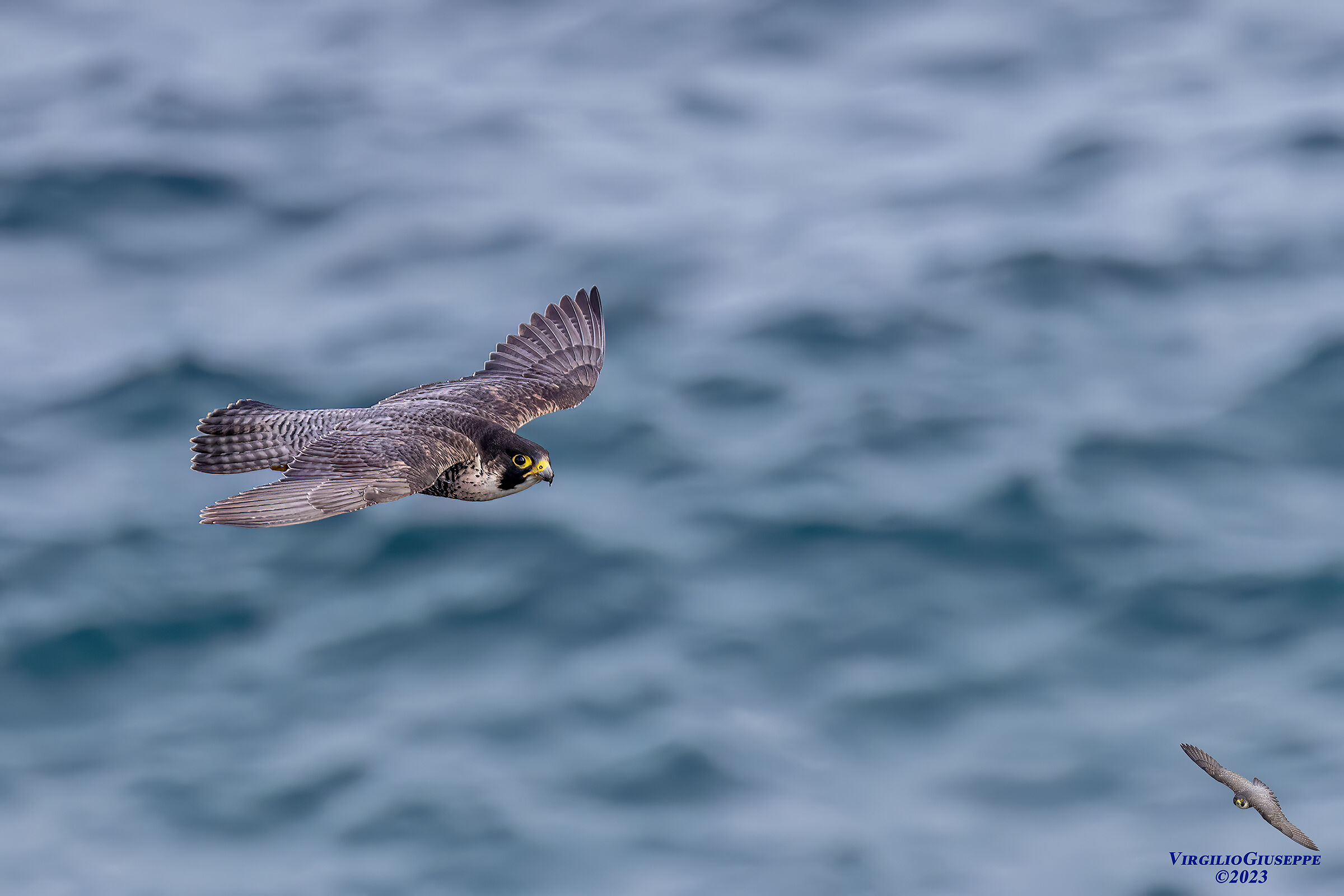 Peregrine Falcon Male (Sardinia) 2023