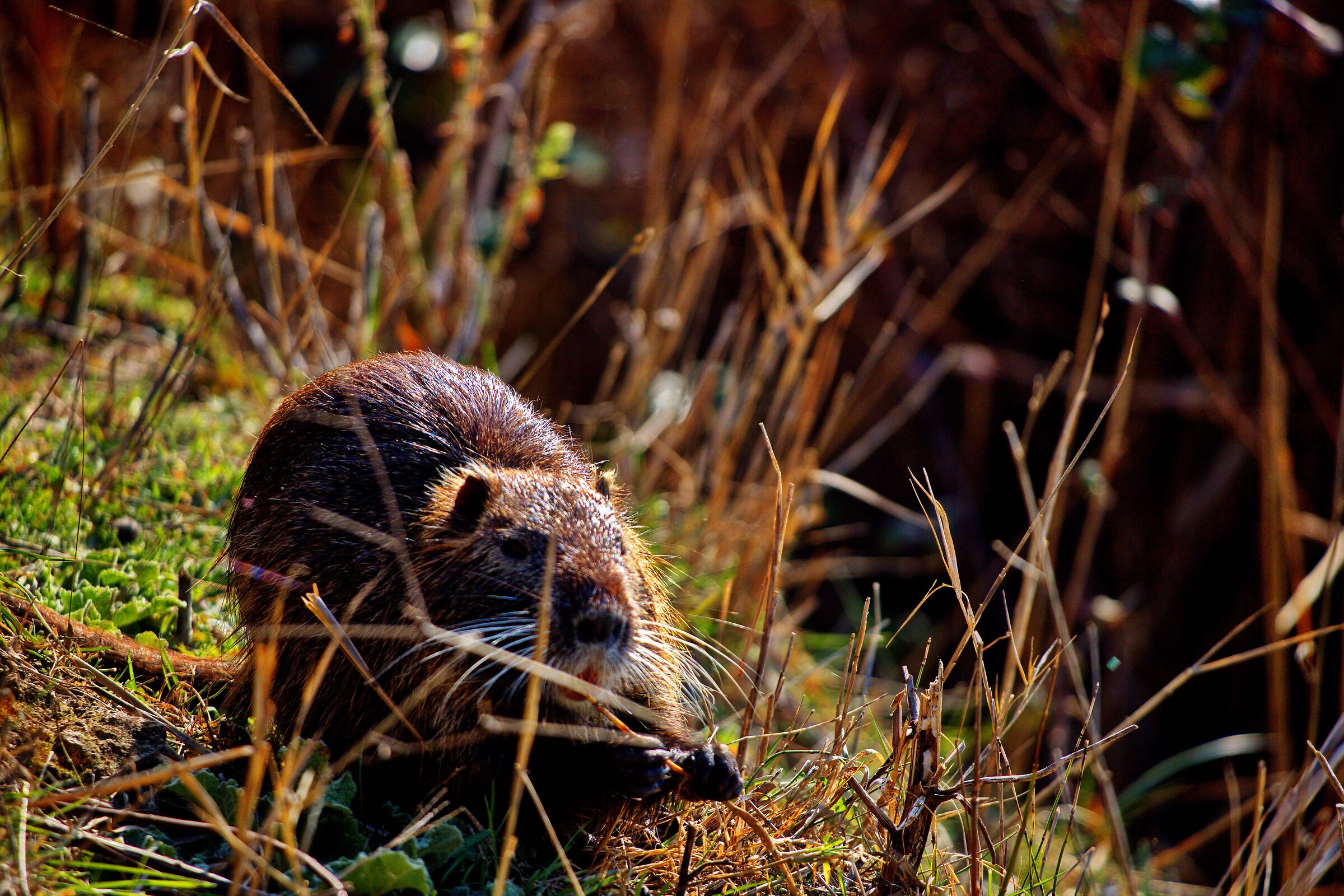 Nutria a Ostia