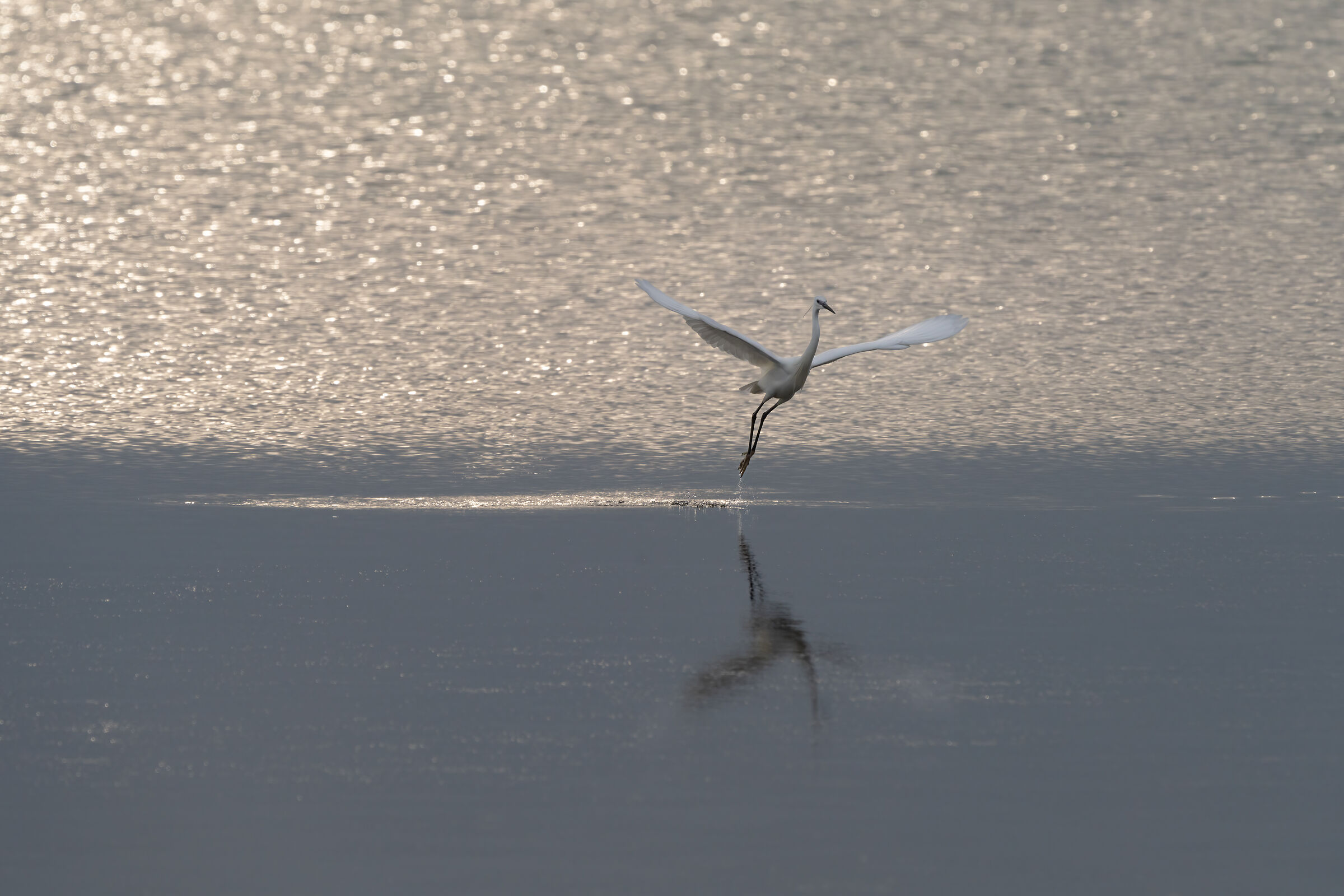 Garzetta in laguna (Pellestrina)