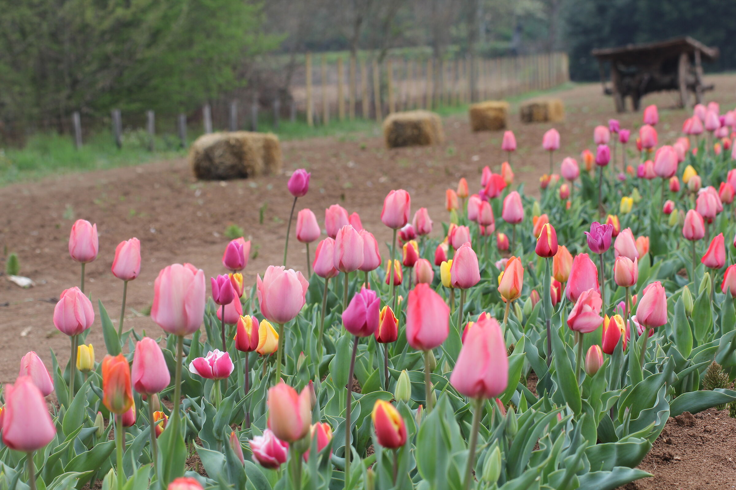 Euganean Tulips