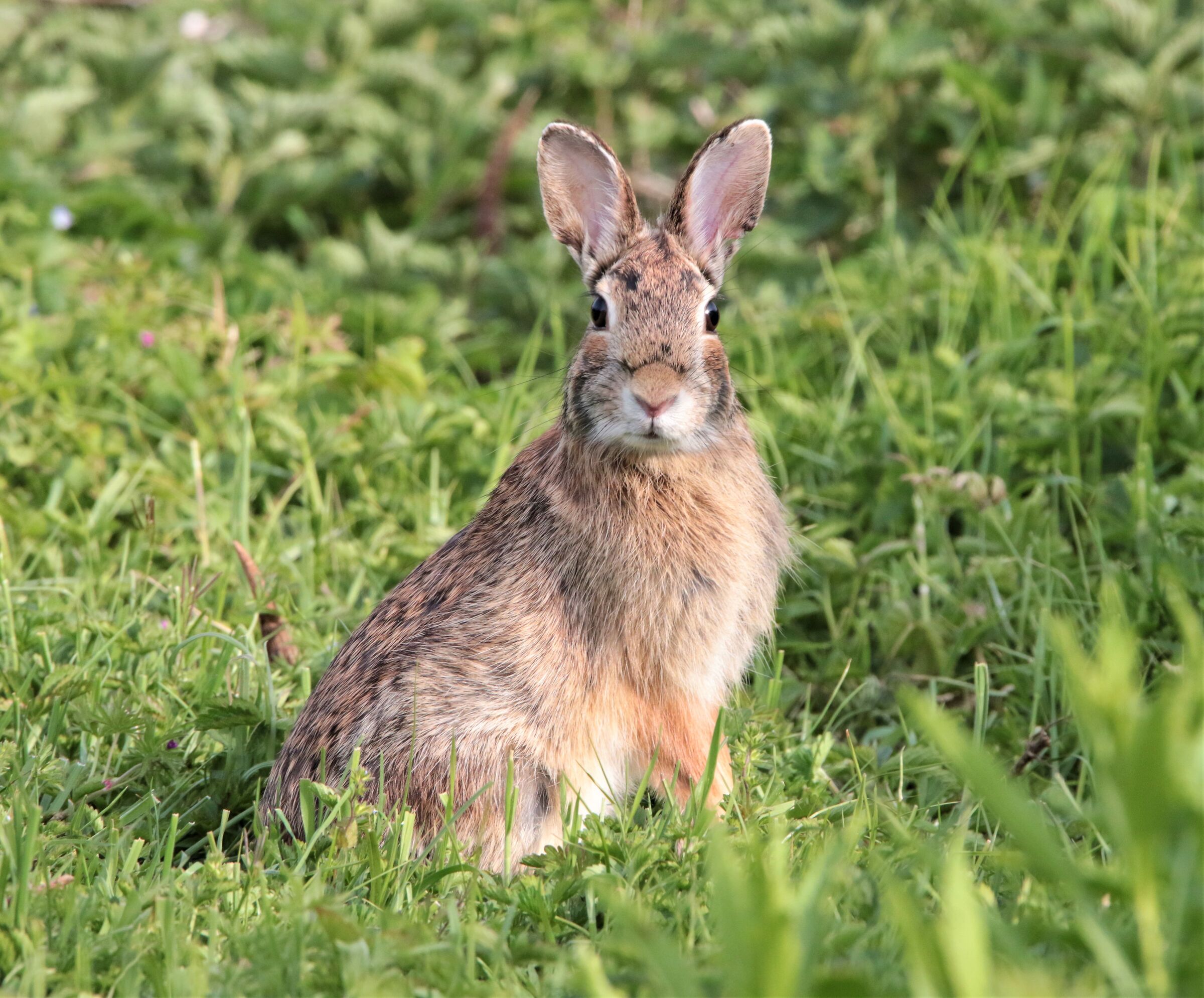 a bunny x Easter Monday!