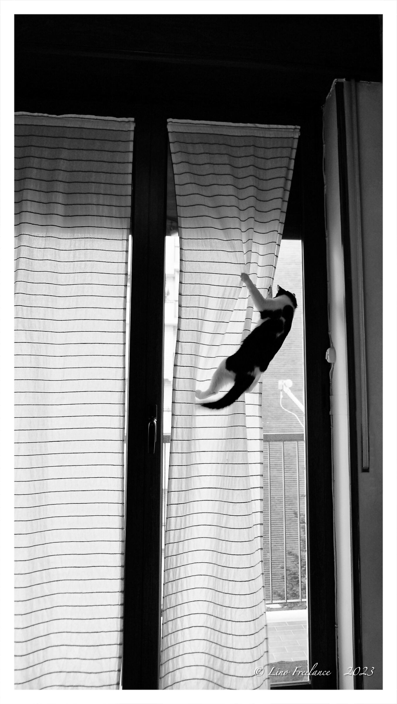 La gattina "Tarzan".