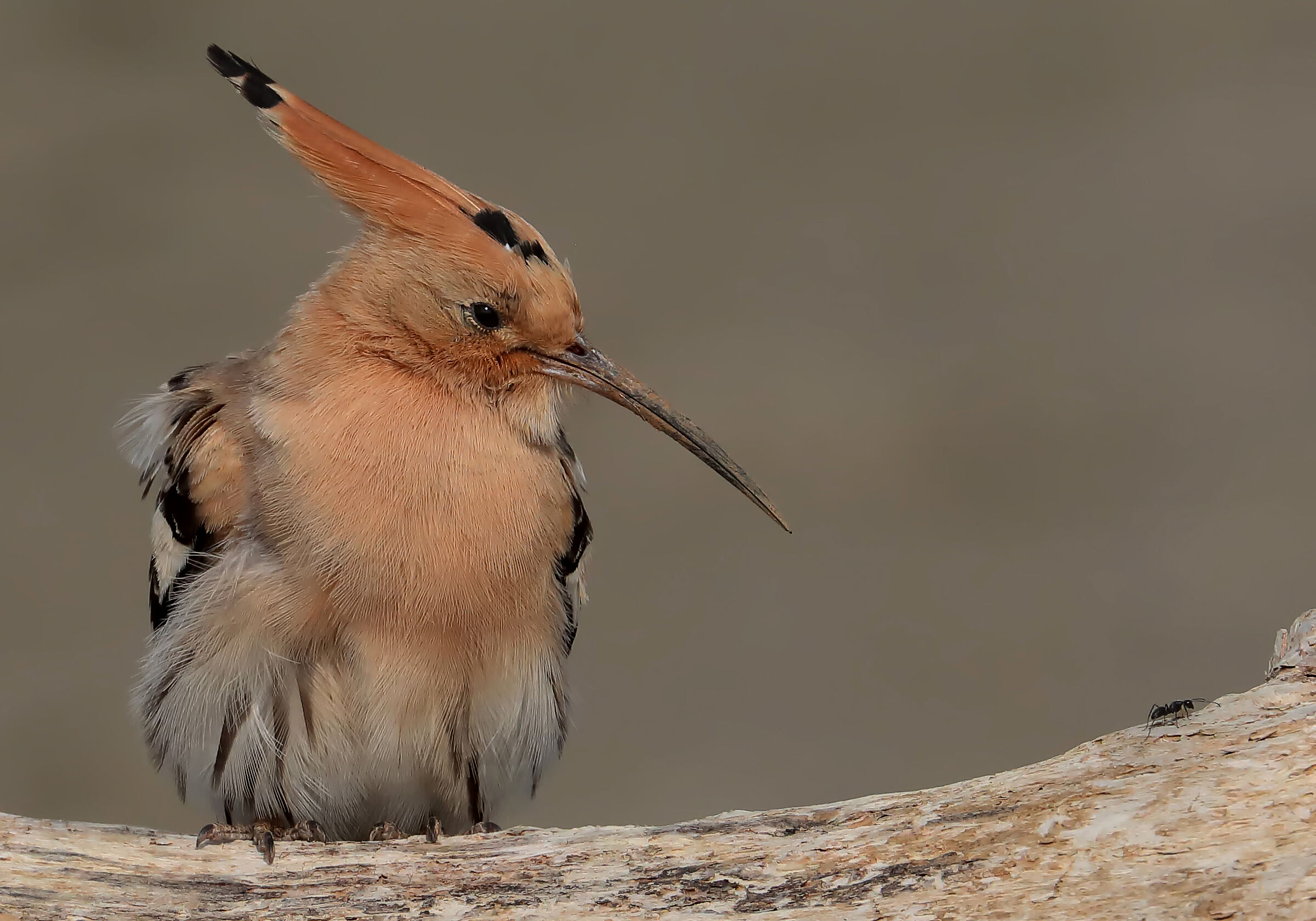 The hoopoe and the ant