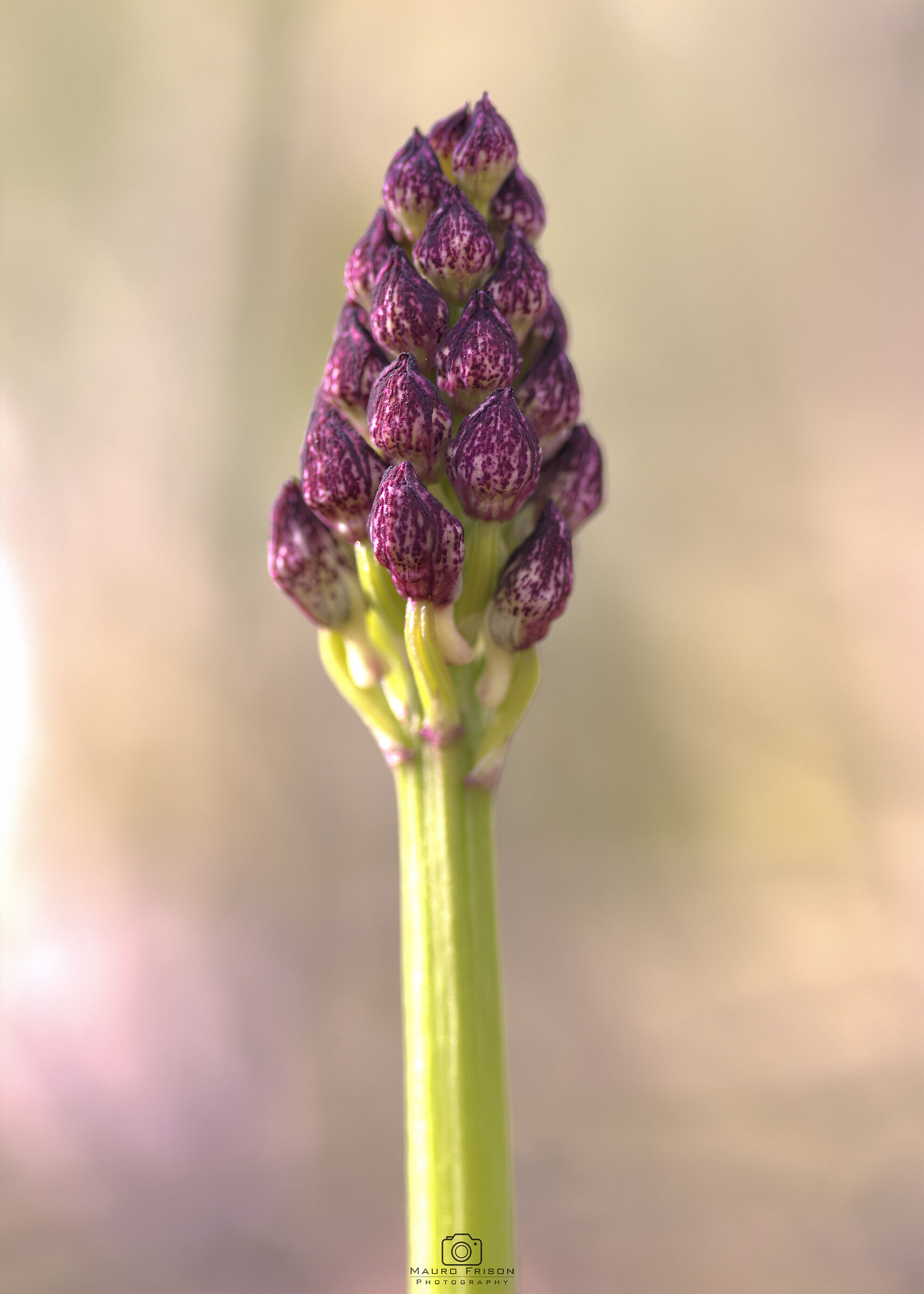 Orchis Purpurea