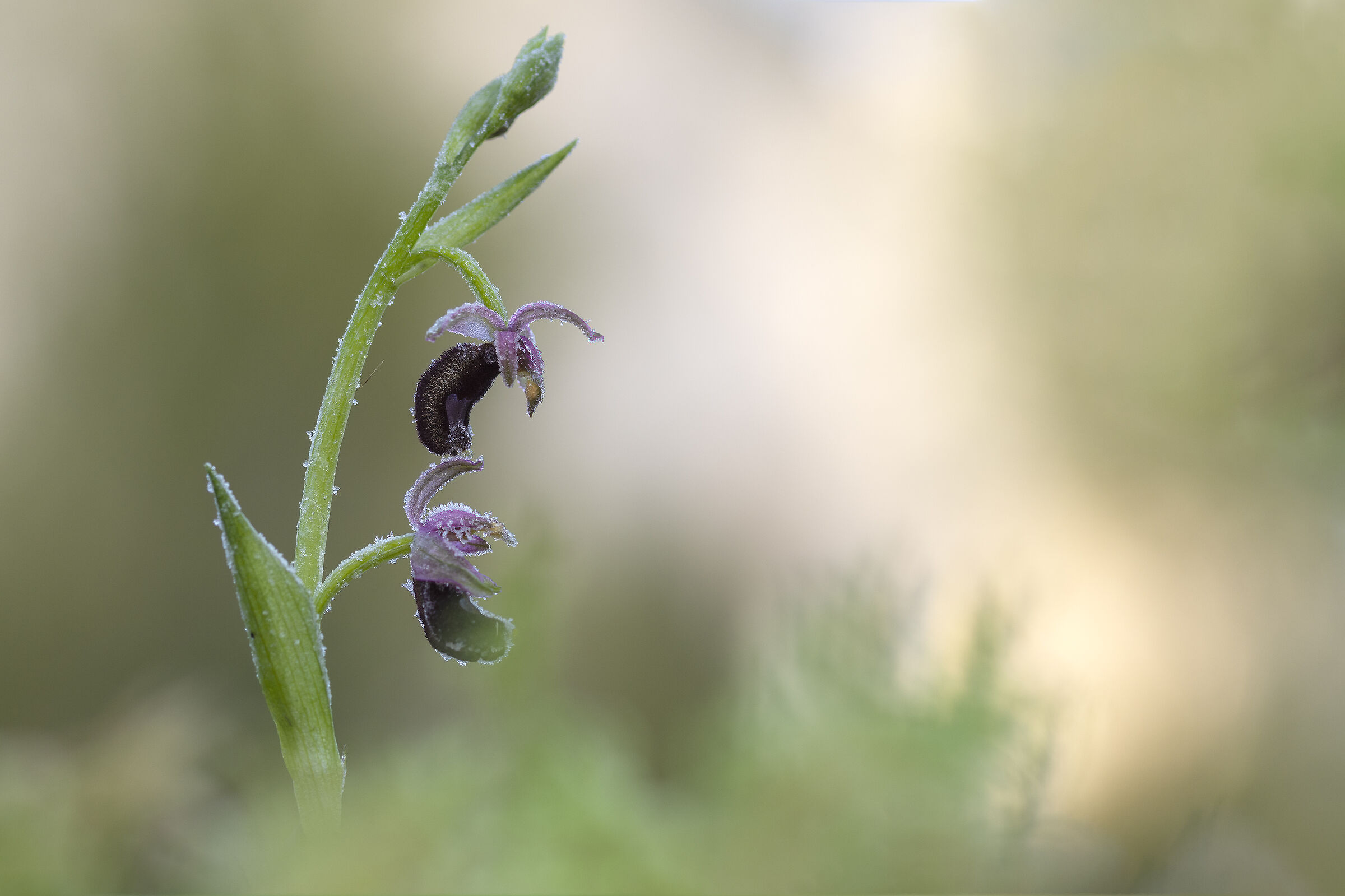 Ophrys bertolonii