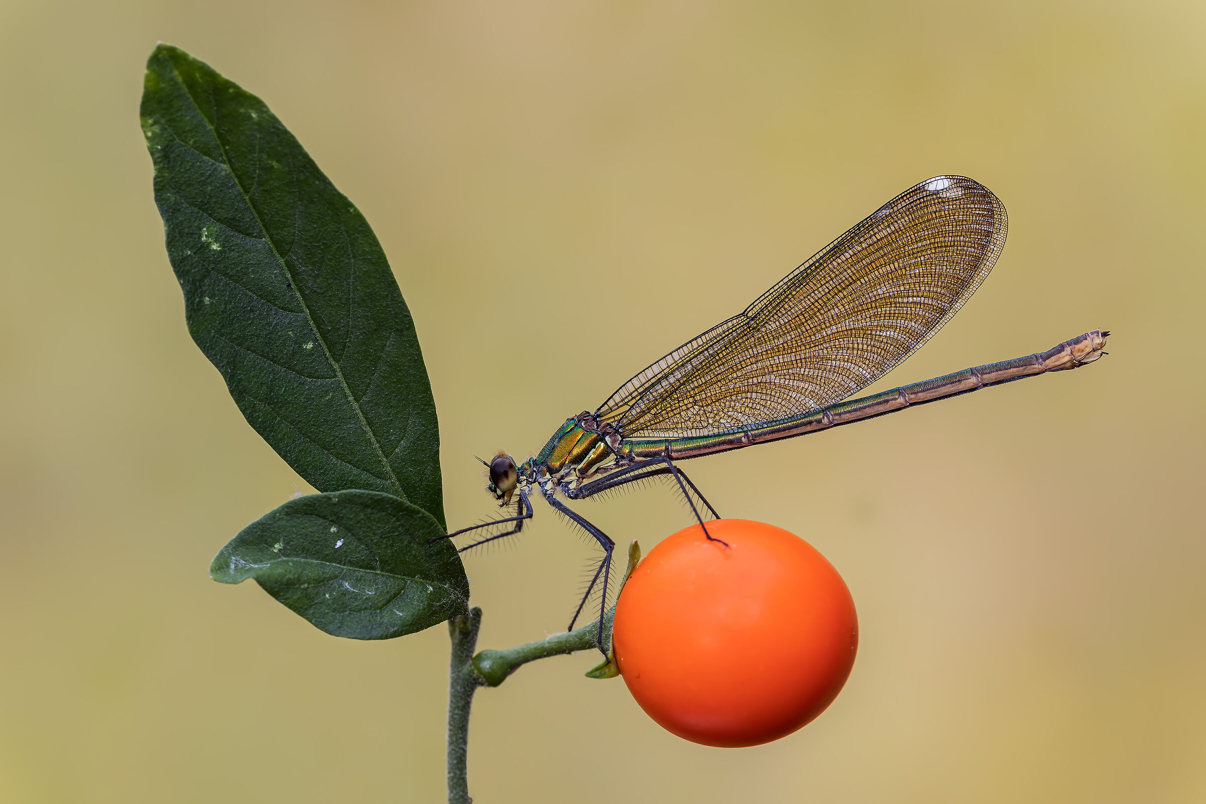 Calopteryx splendens