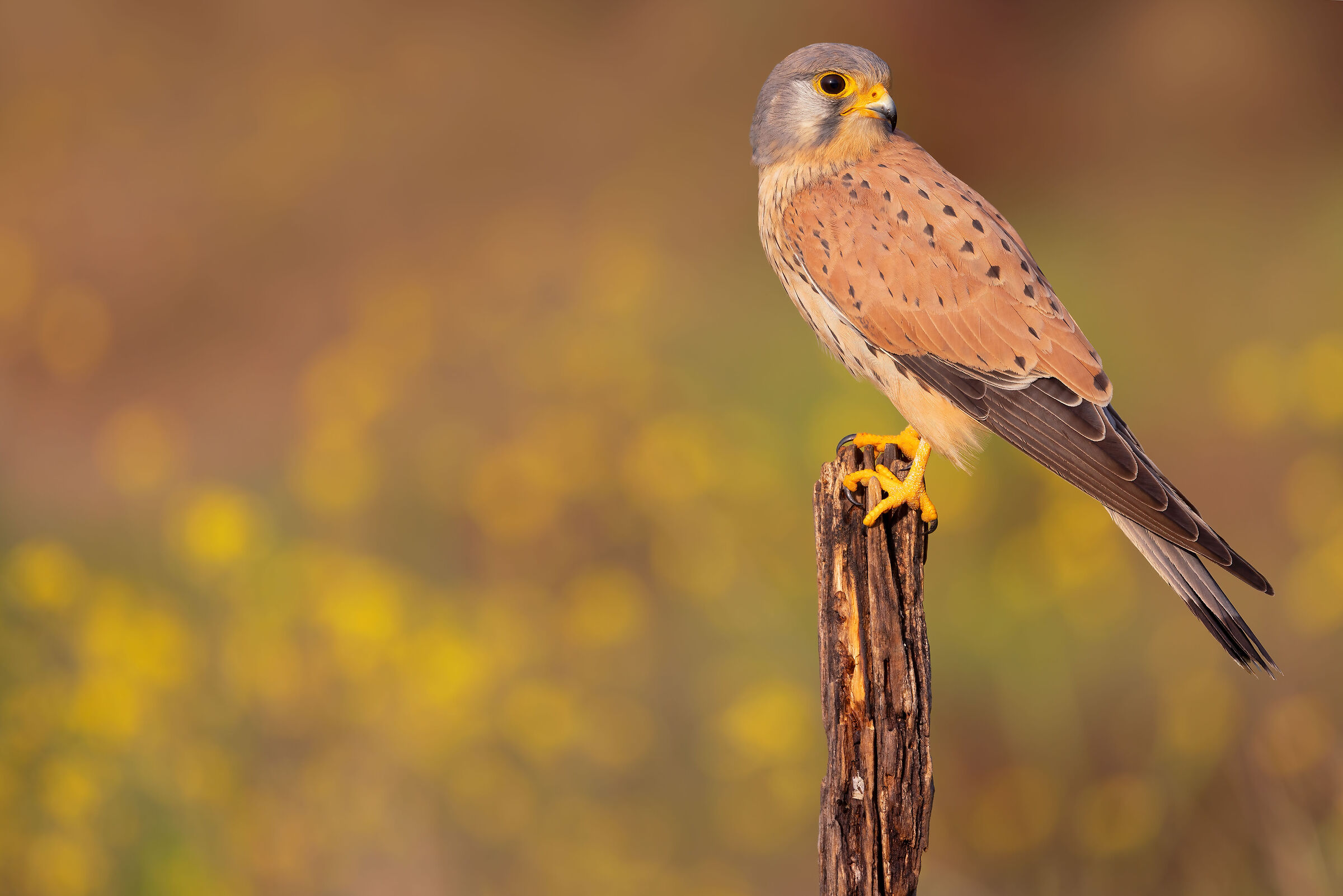 kestrel
