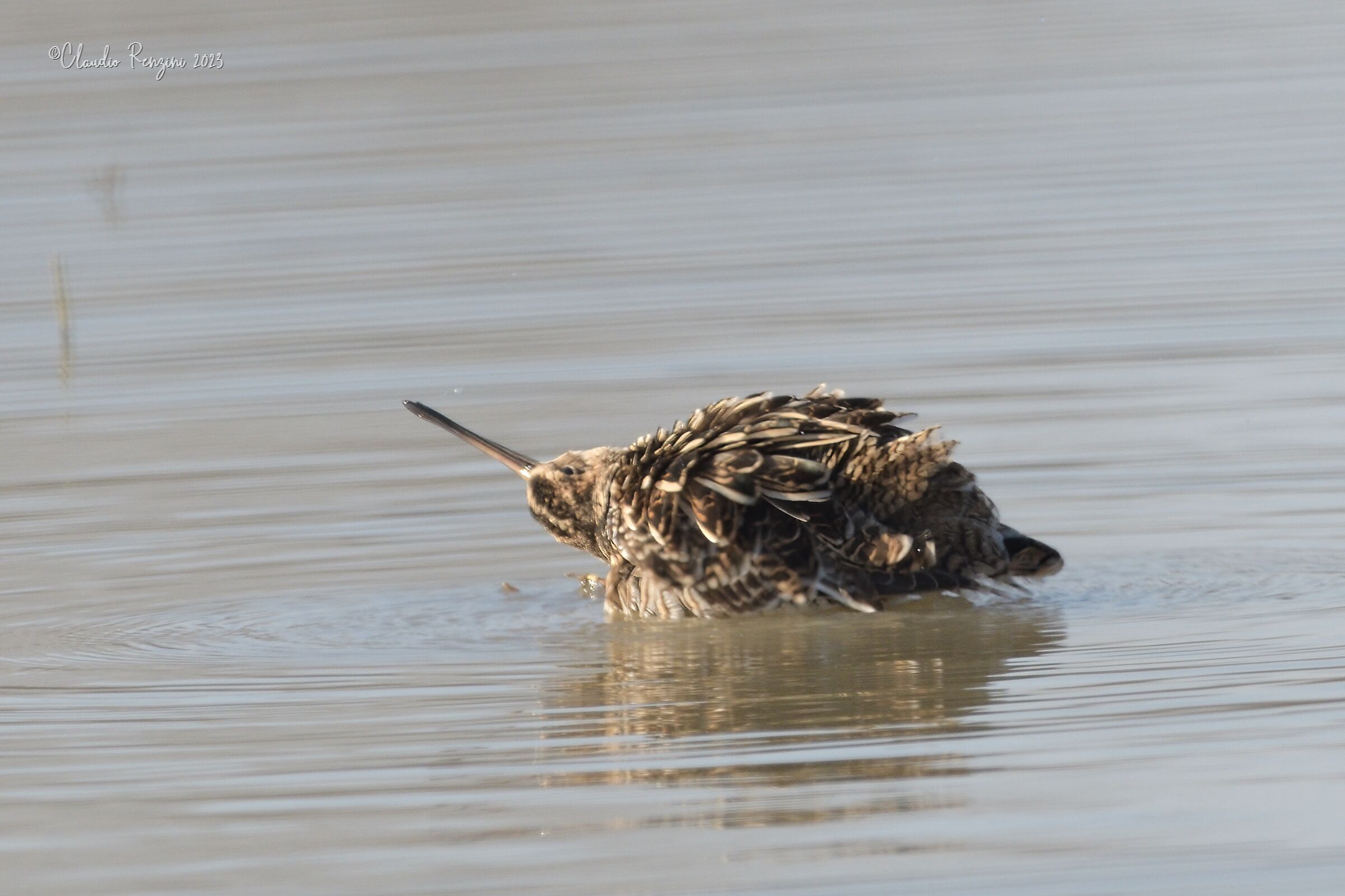 dust down or woodcock?