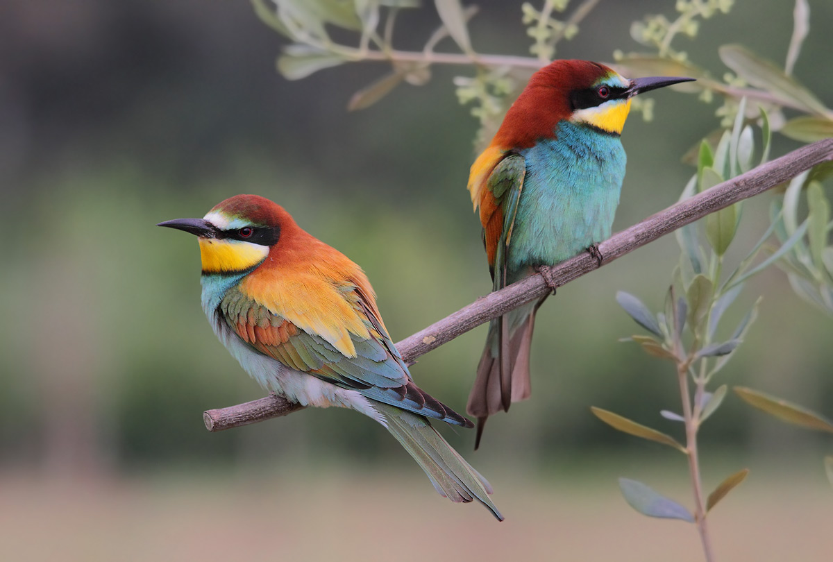 bee-eaters