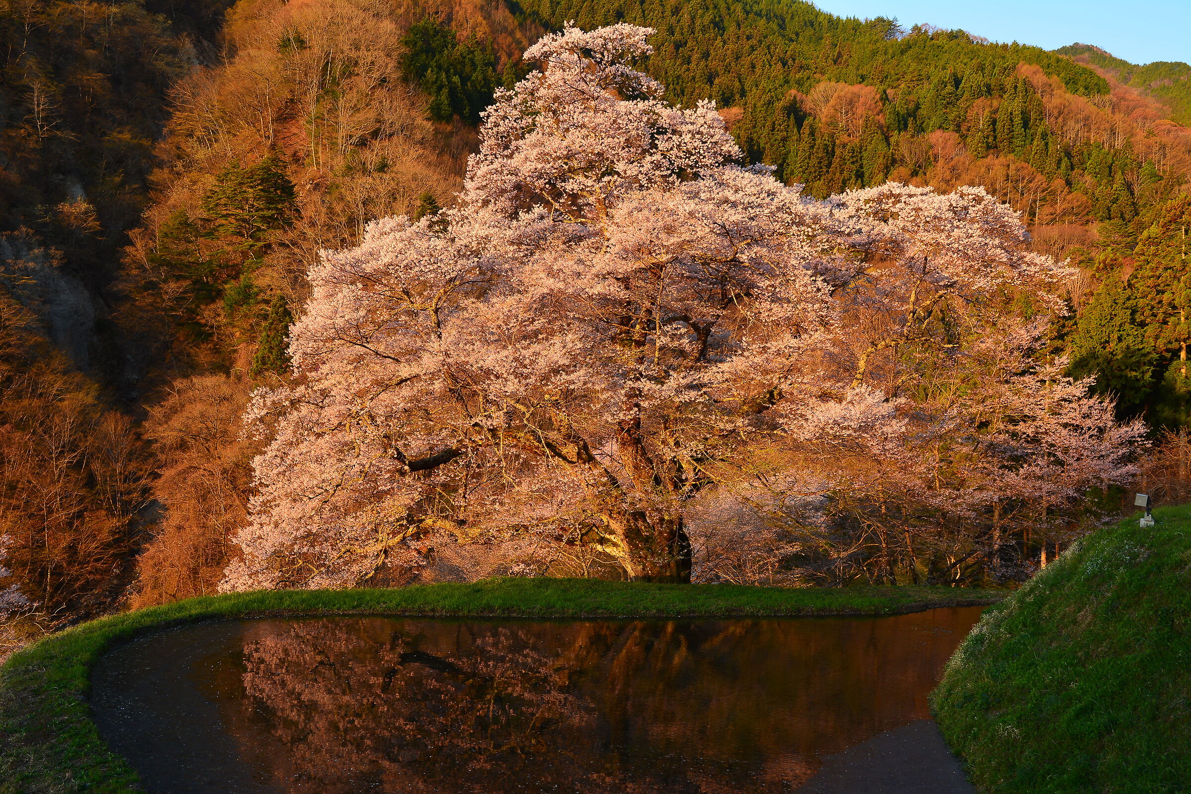 Morning Glow(Sakura in Japan)
