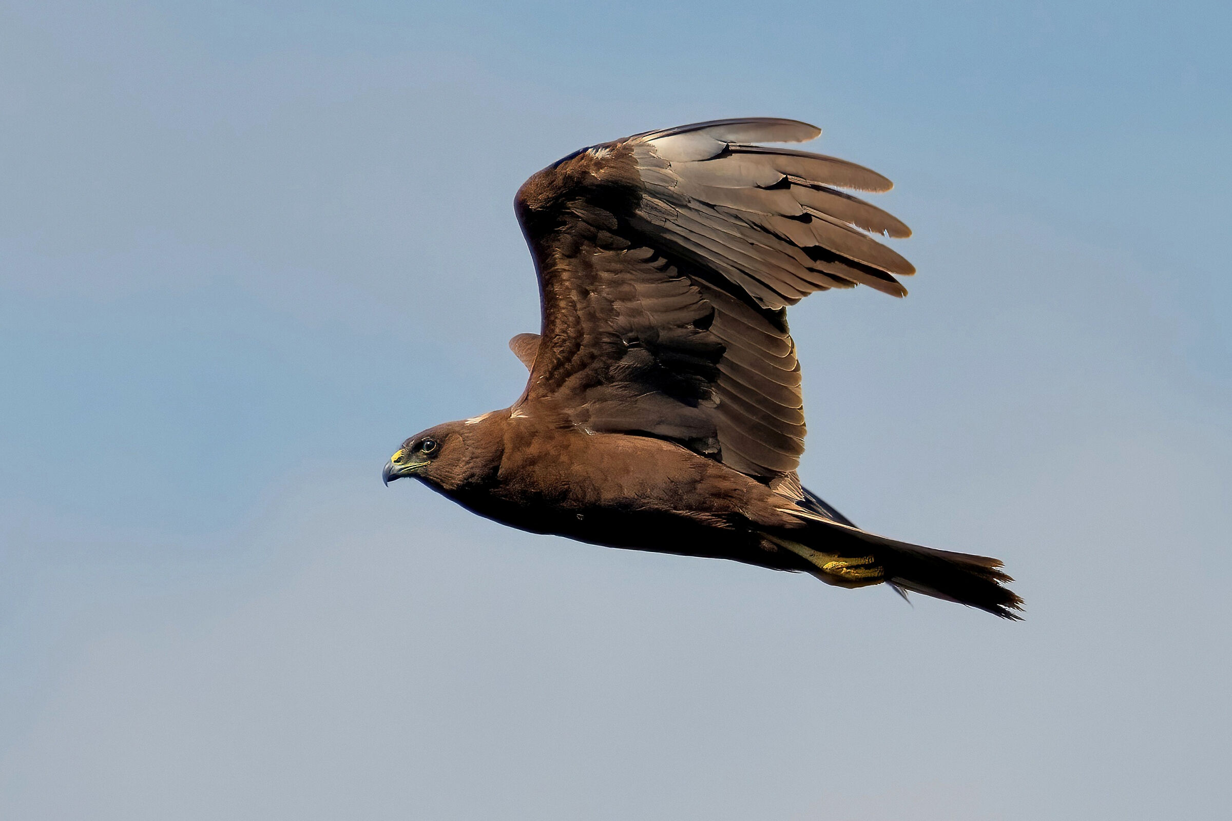 Marsh harrier (Circus aeruginosus)