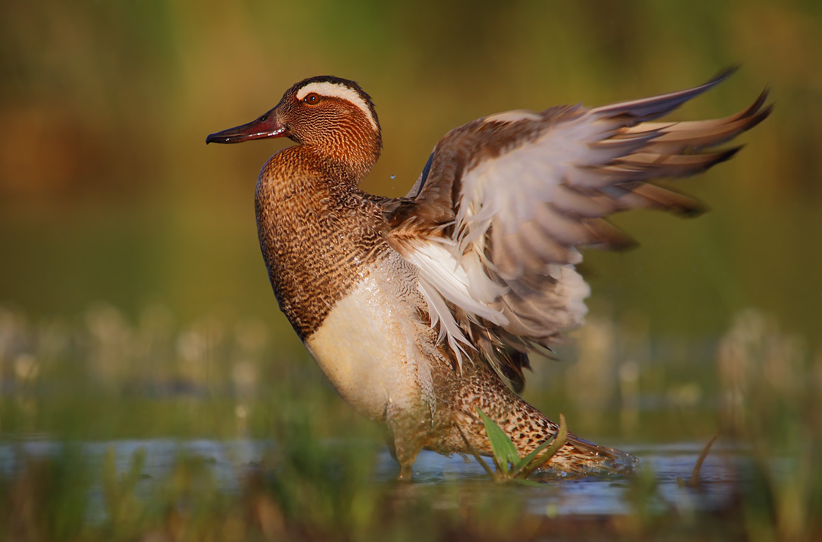 Garganey