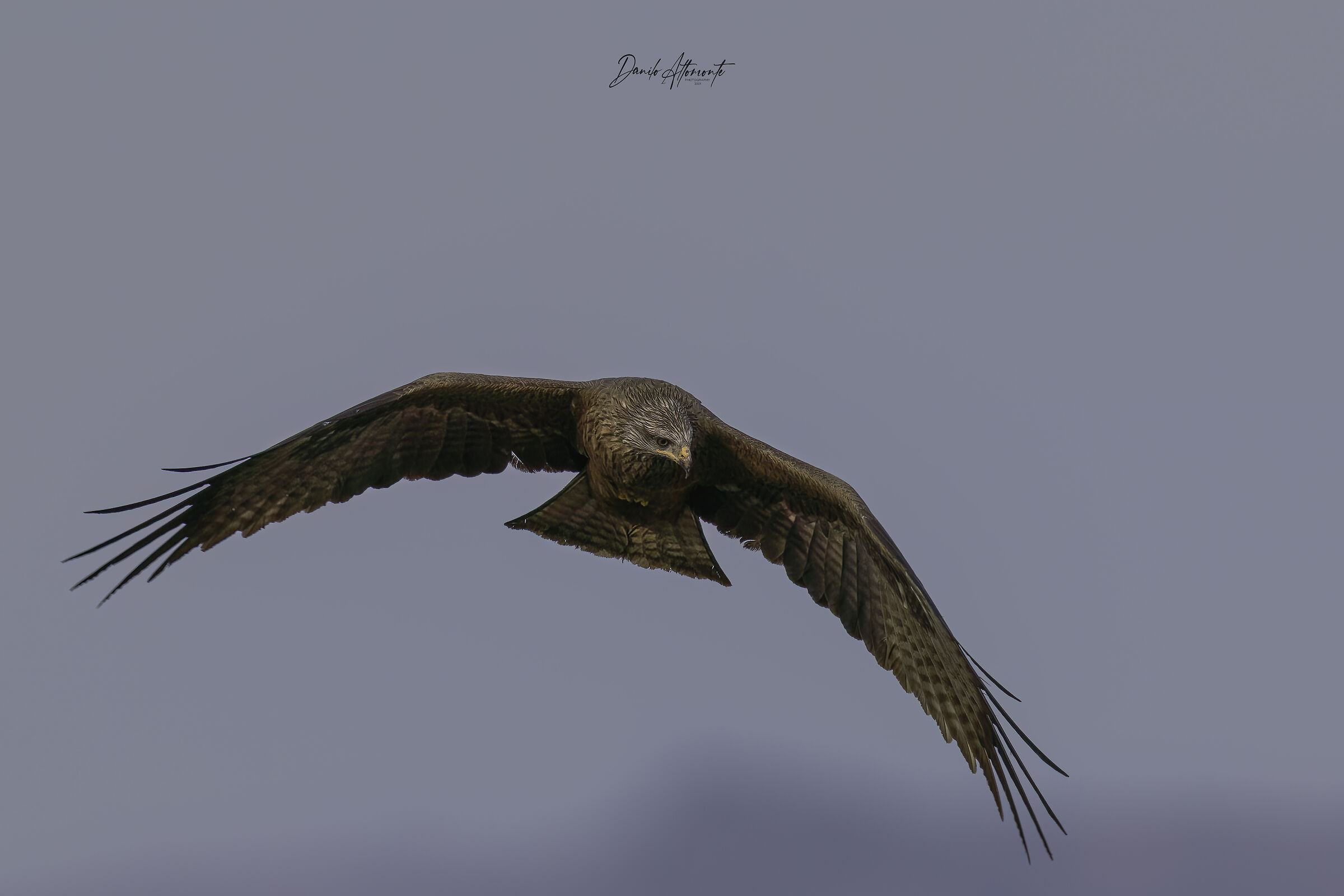 Kite