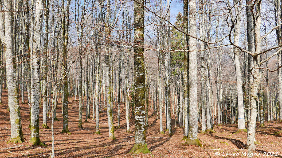 Ombre su un letto di foglie