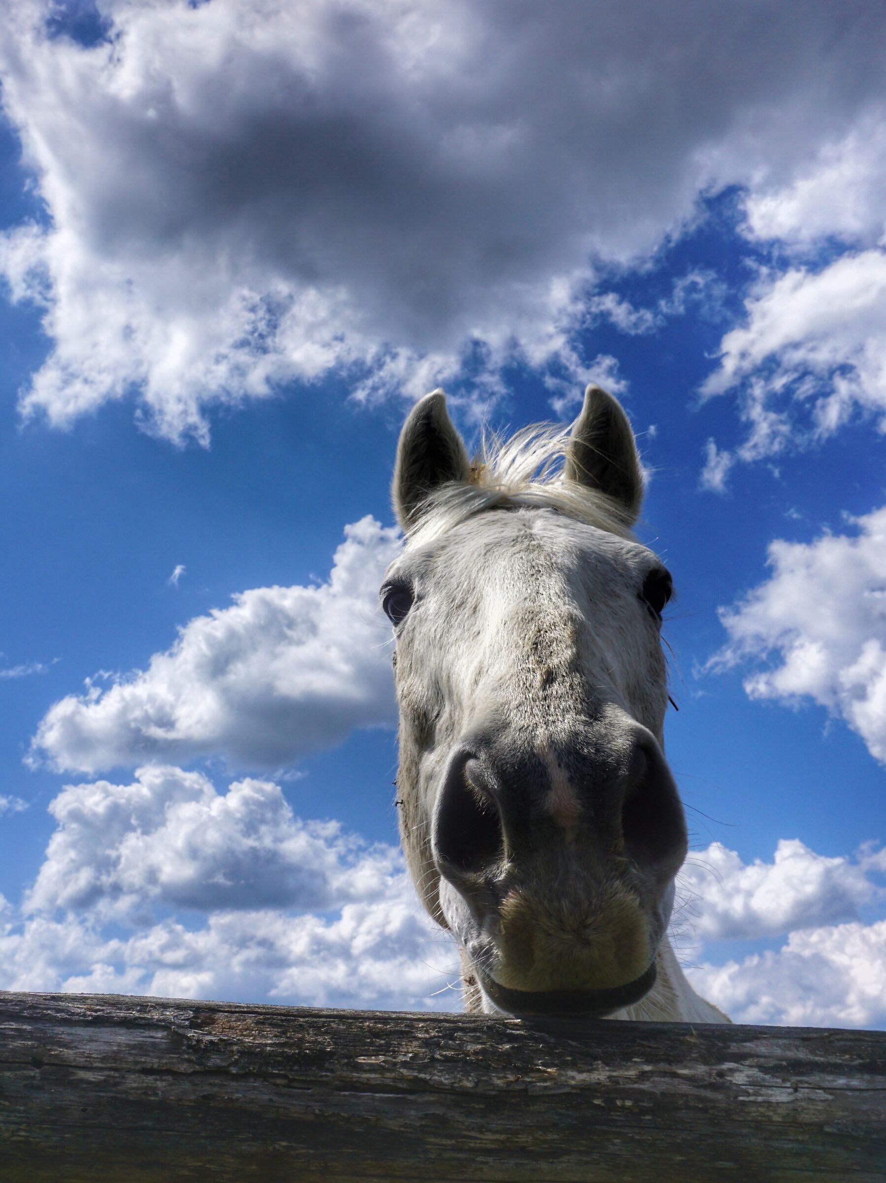 Un cavallo fra le nuvole