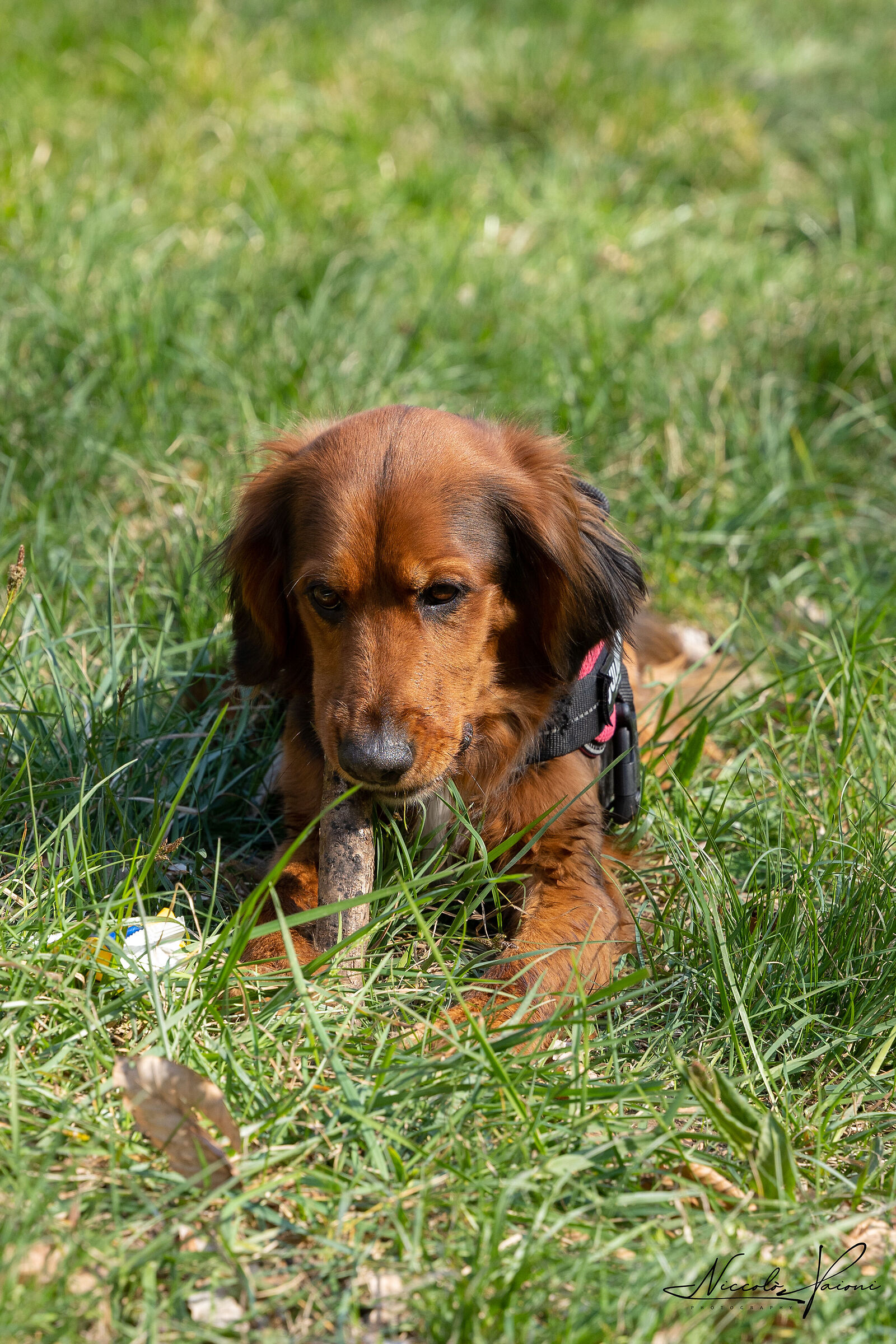 Zoe