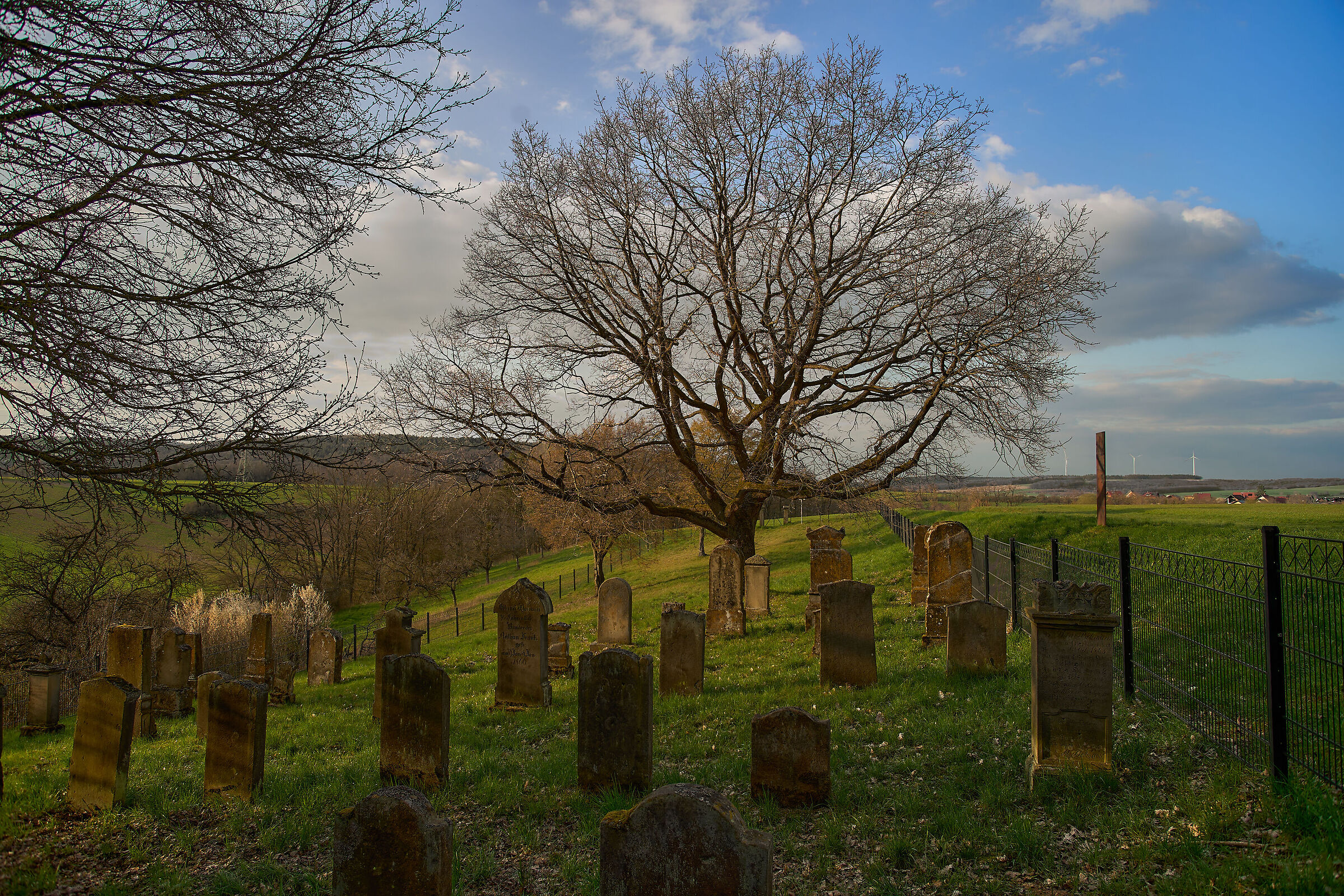Cimitero ebraico con una quercia