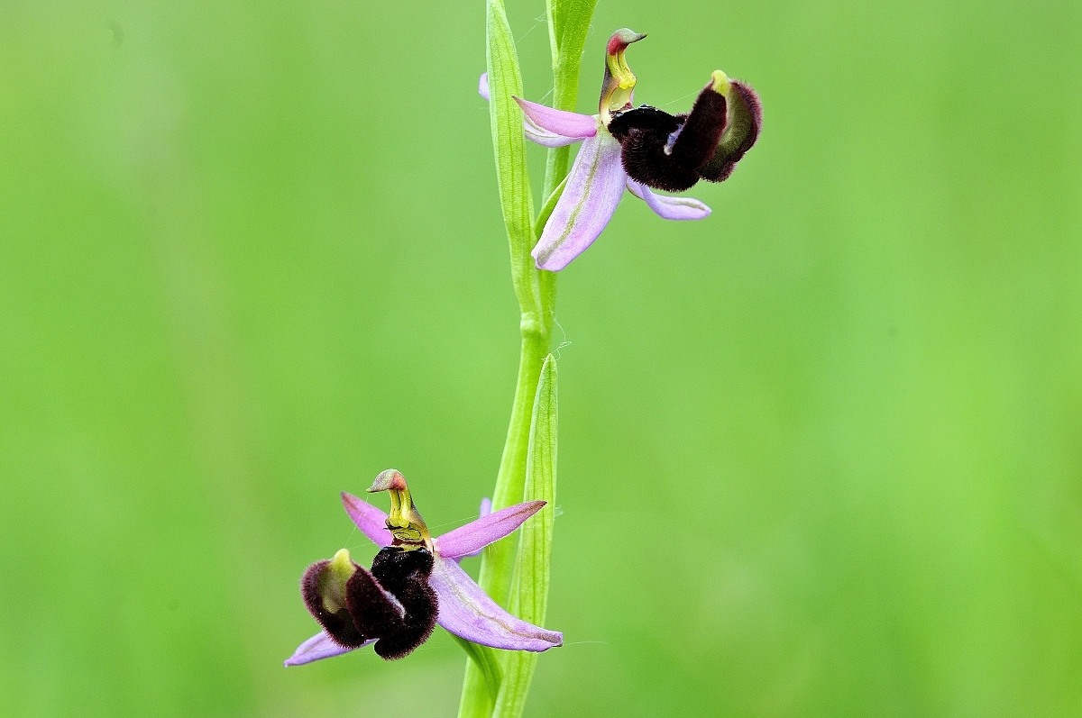 Try with 1.4 X 300 mm