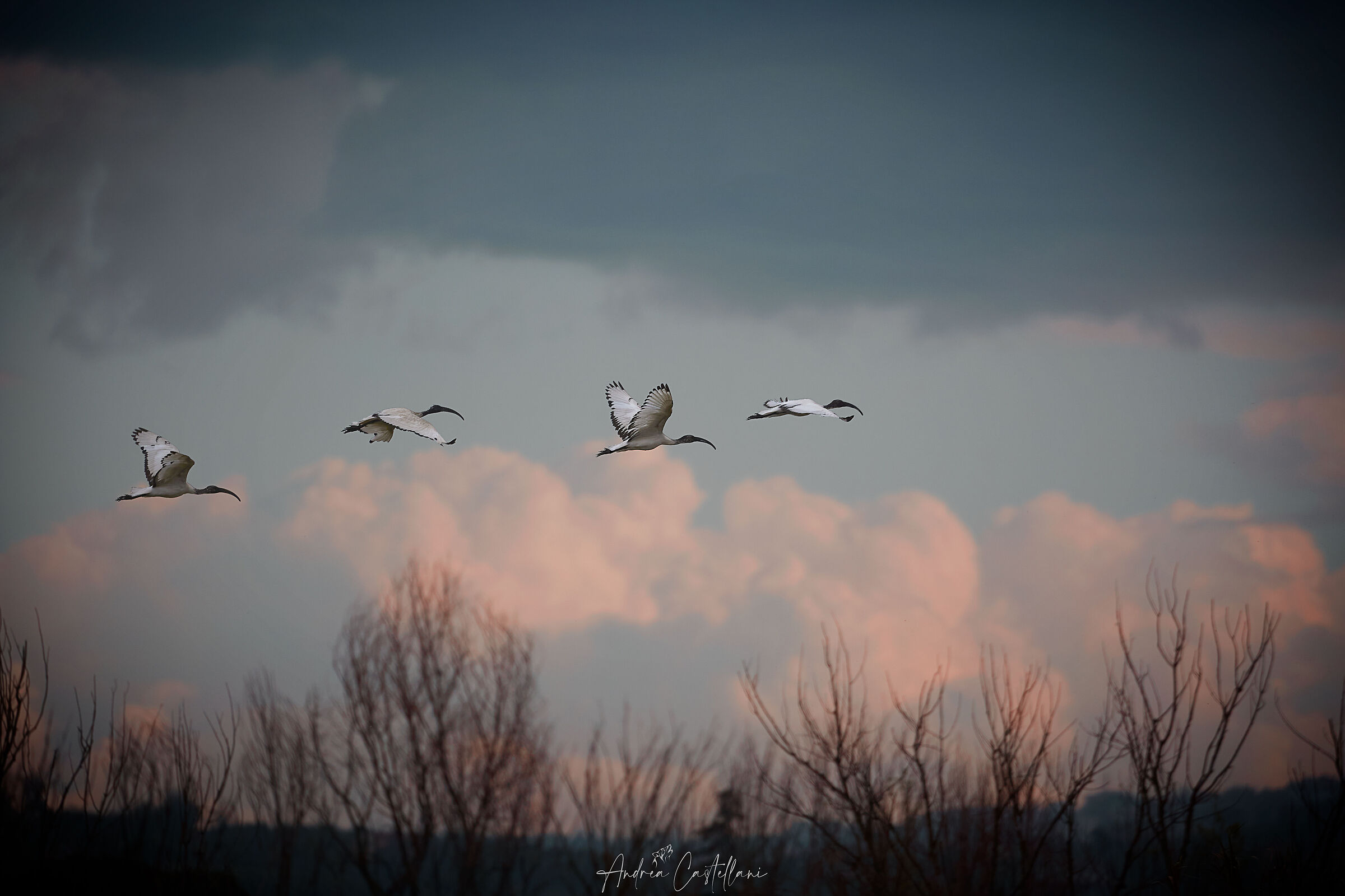 Ibis Sacri in formazione