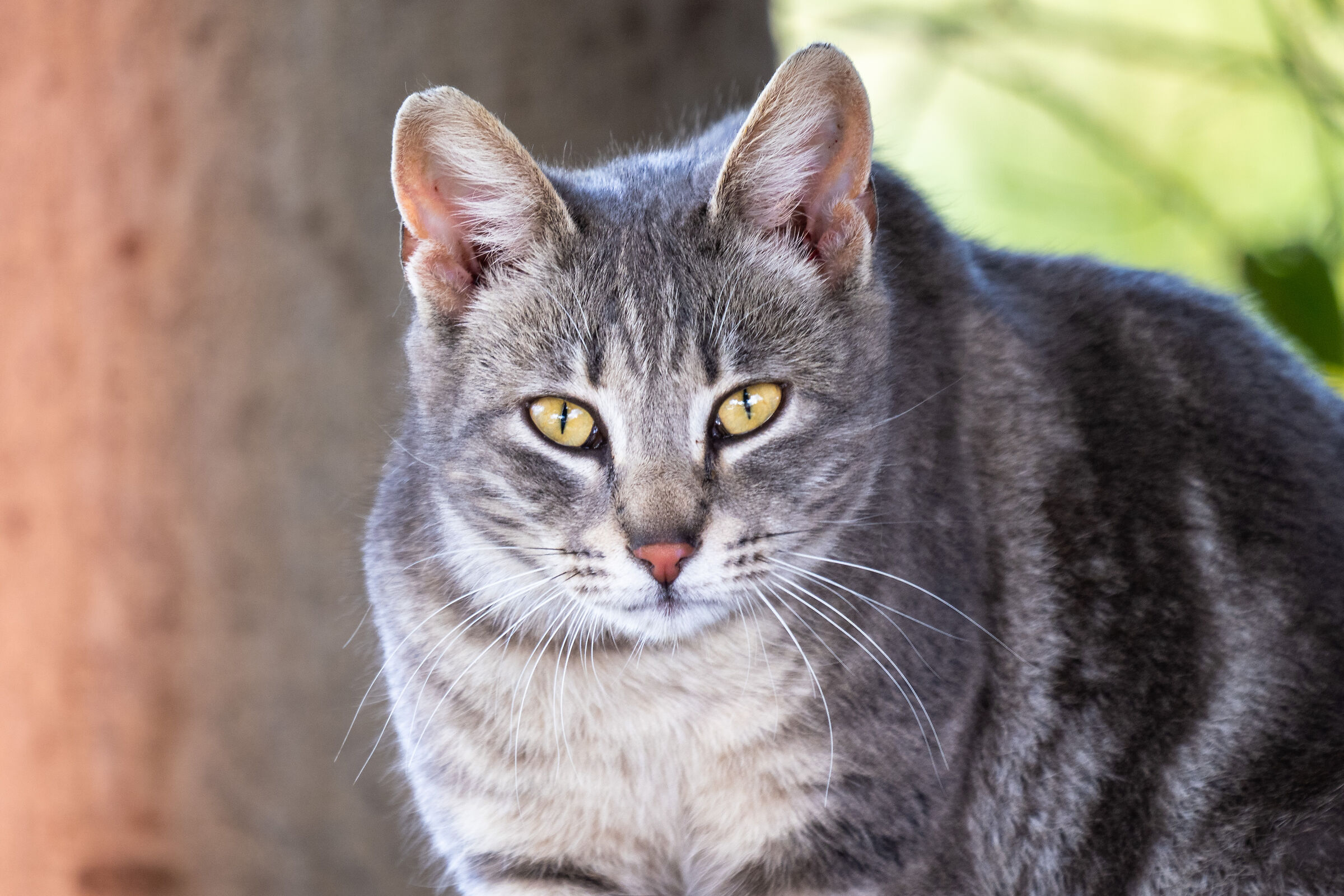 Il gattopardo