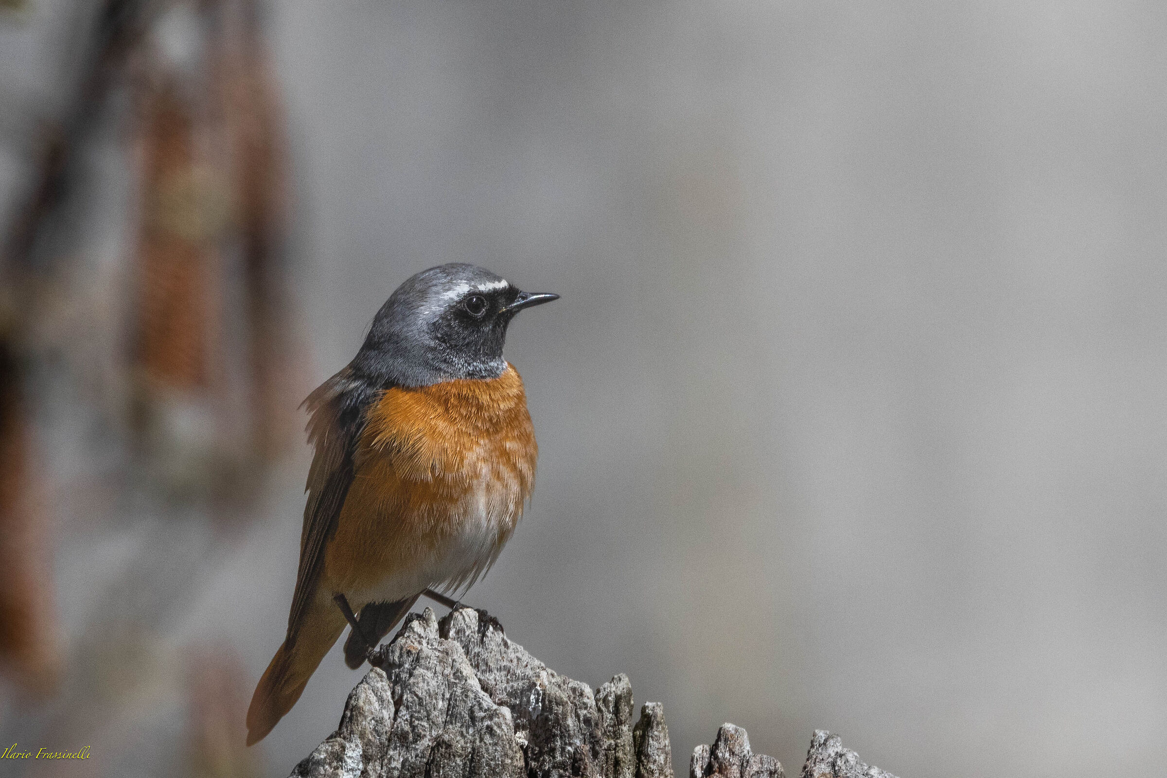 Common Redstart