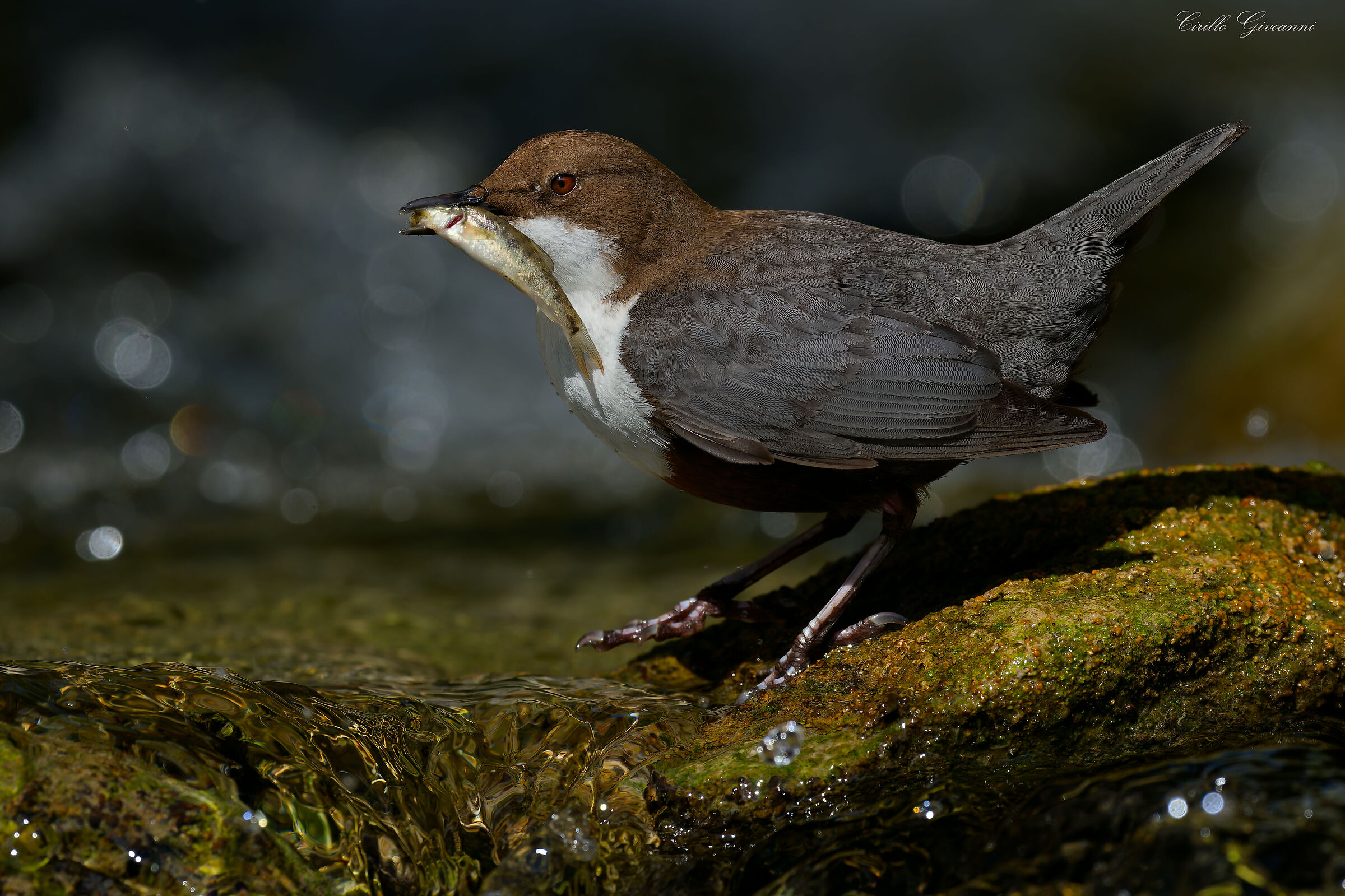 WHITE-THROATED DIPPER