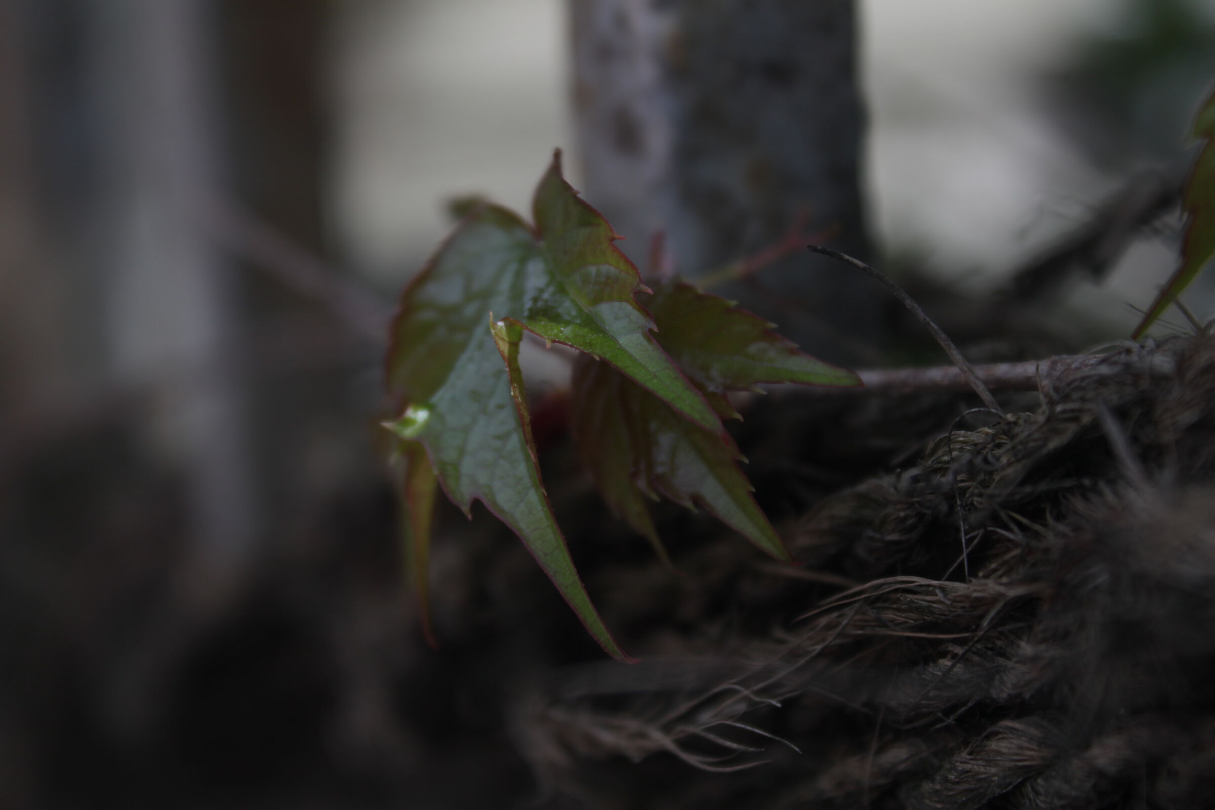 lives tied