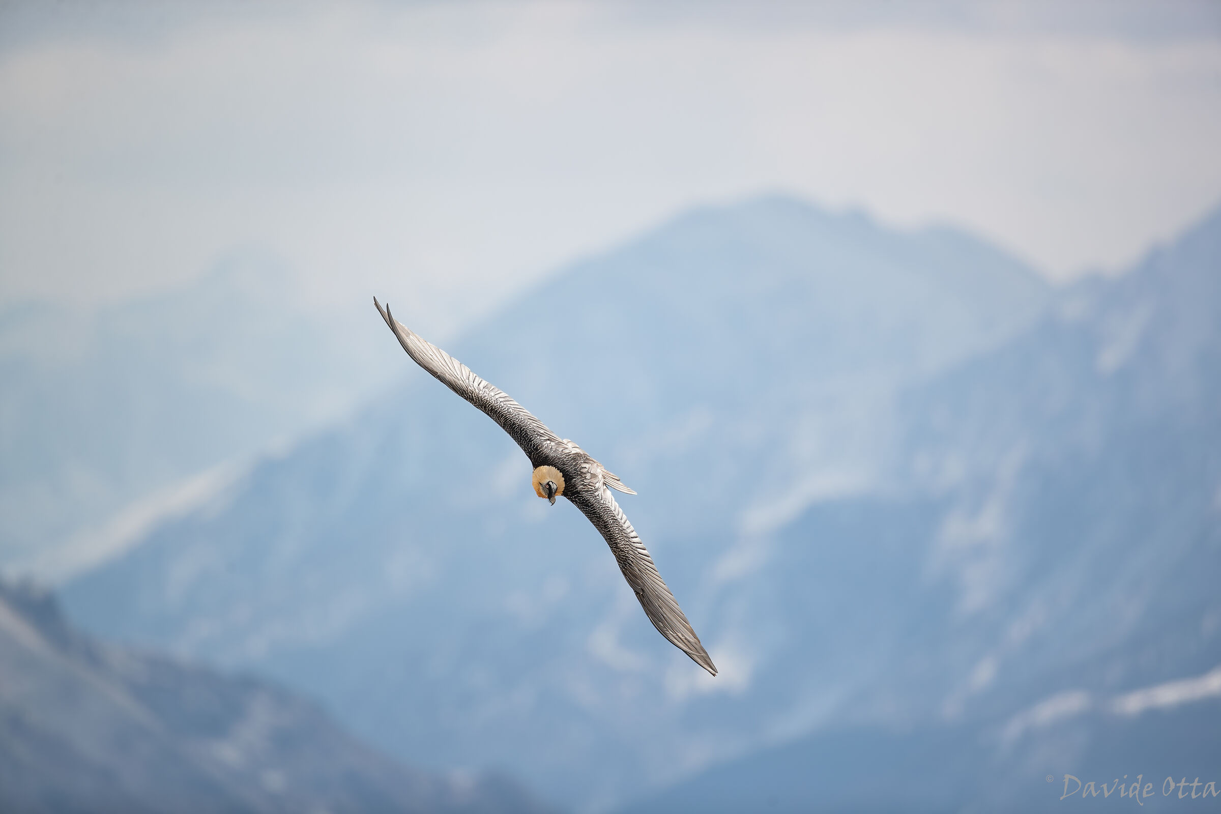 Bearded vulture