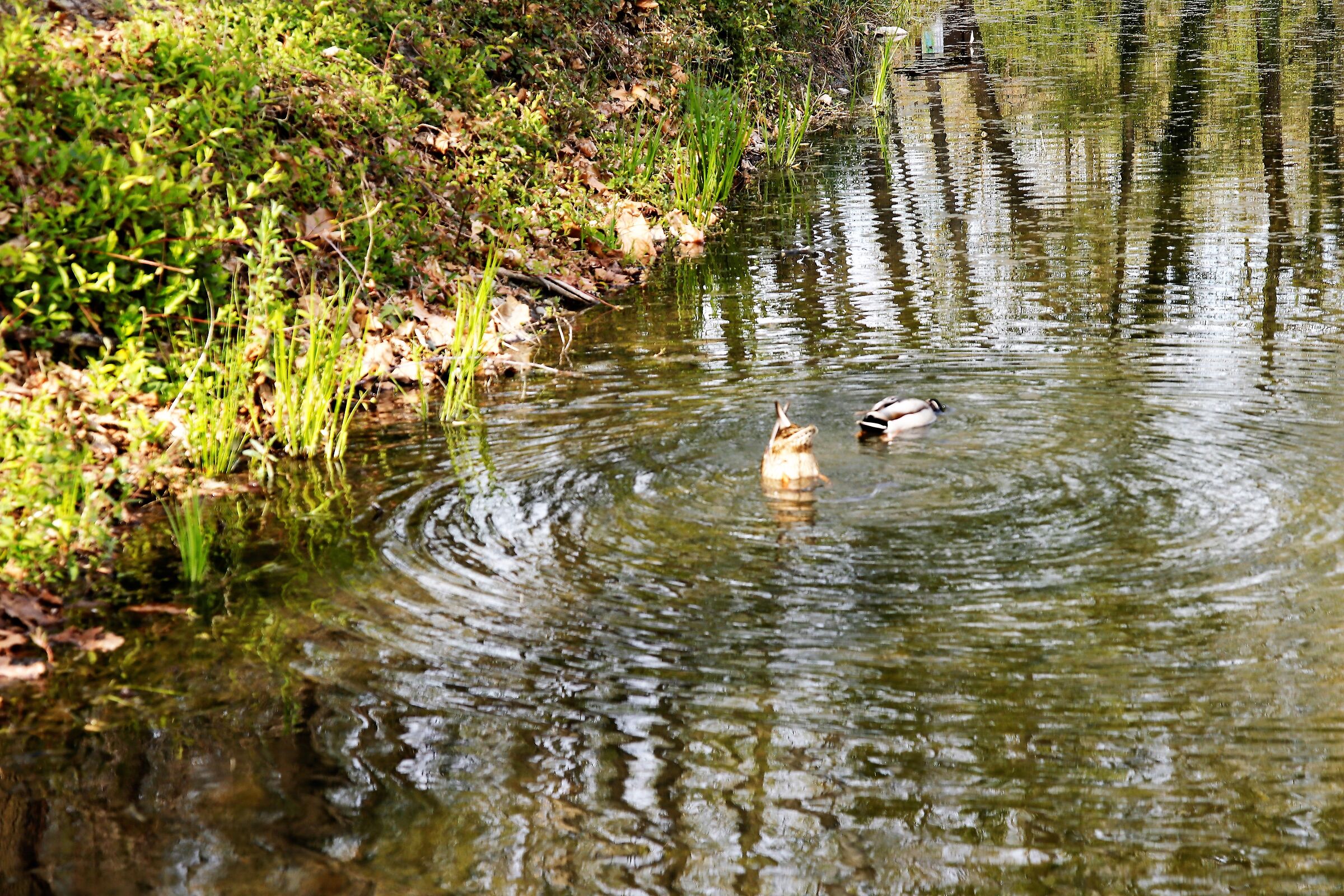 Naturalistic Oasis Lake of Sartirana