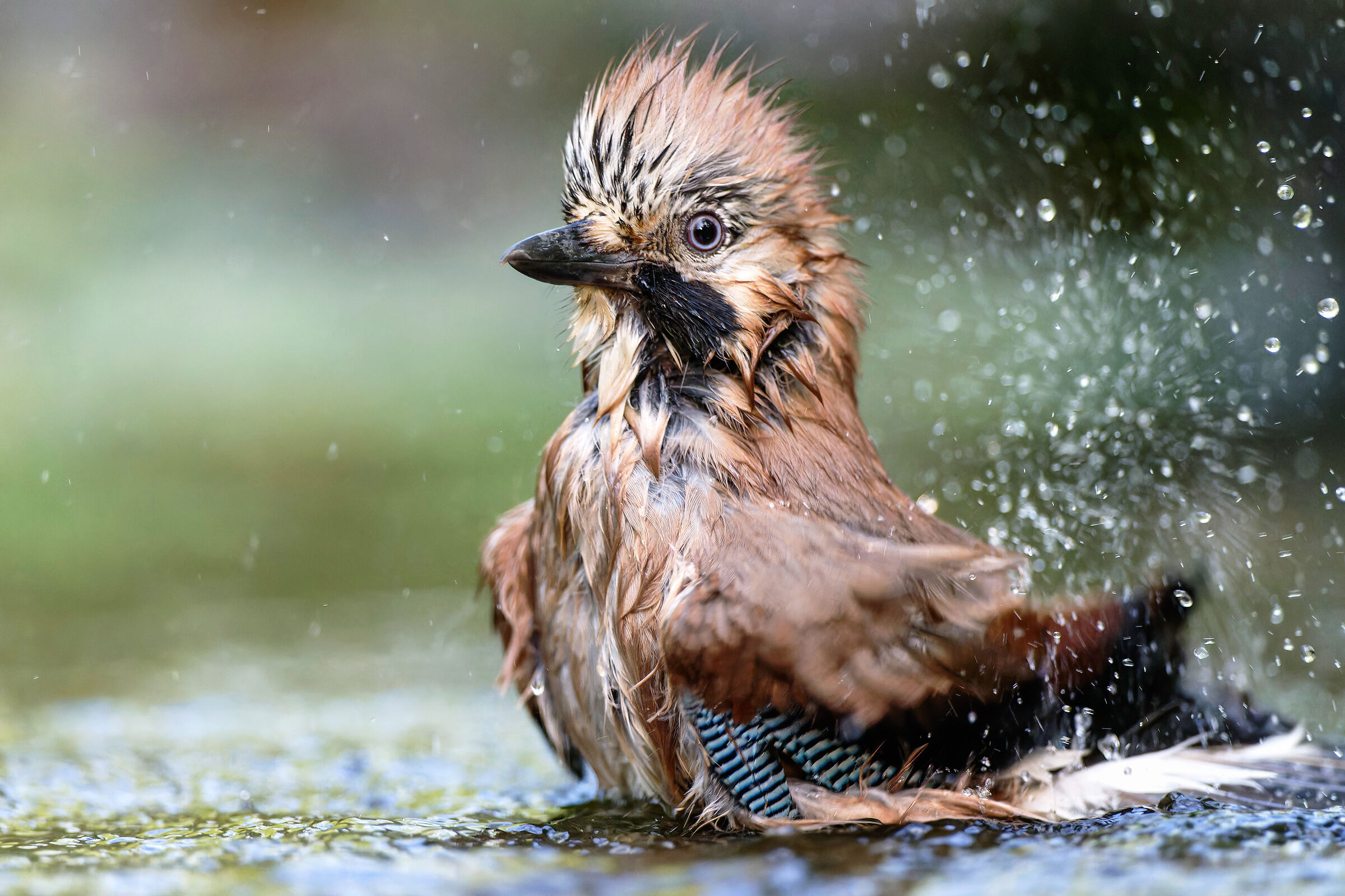 Jay at the bath