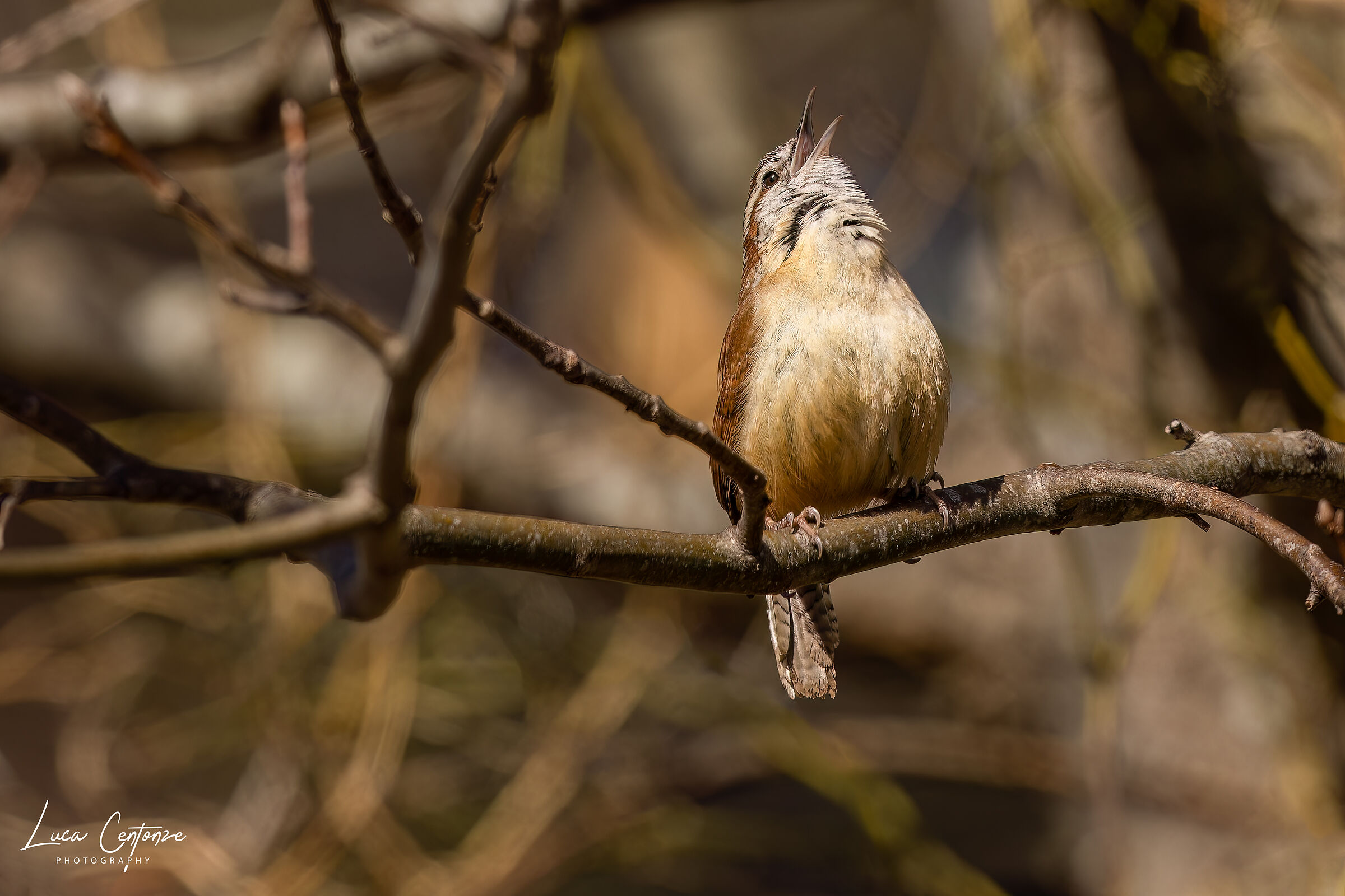 Caroline Wren (Thryothorus ludovicianus)