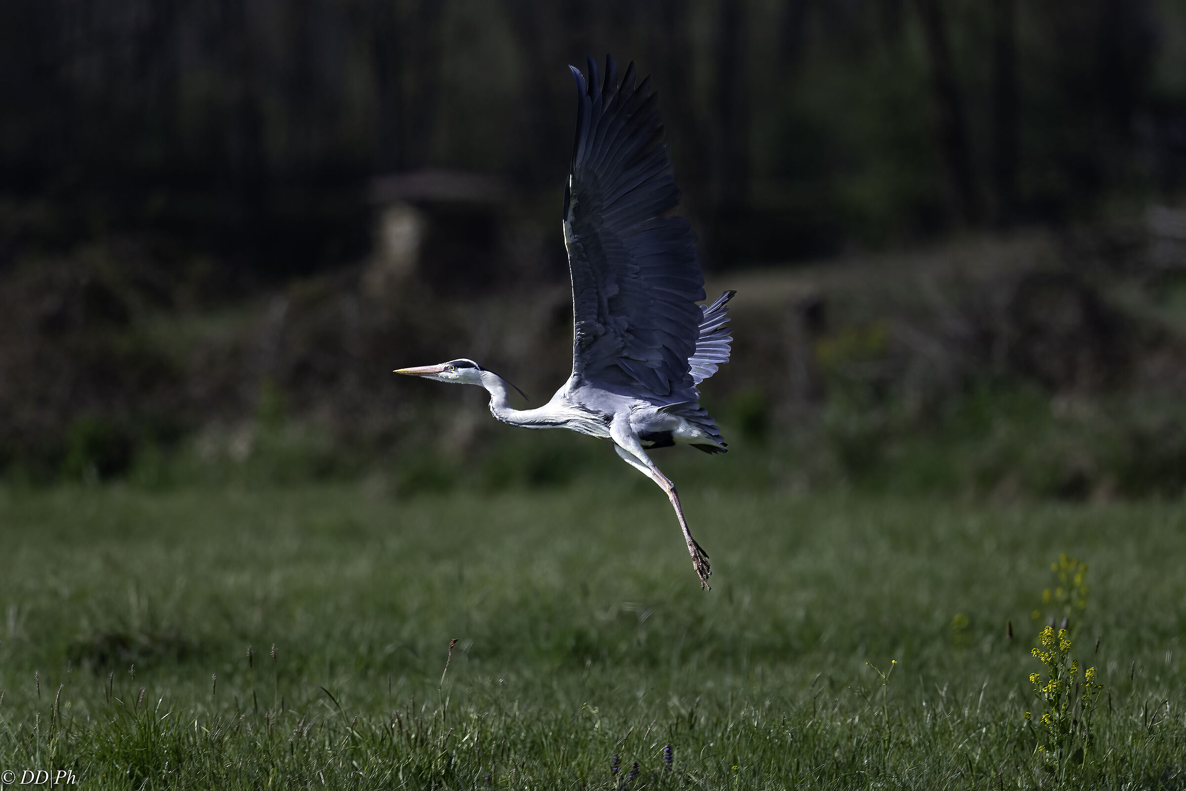 Grey heron