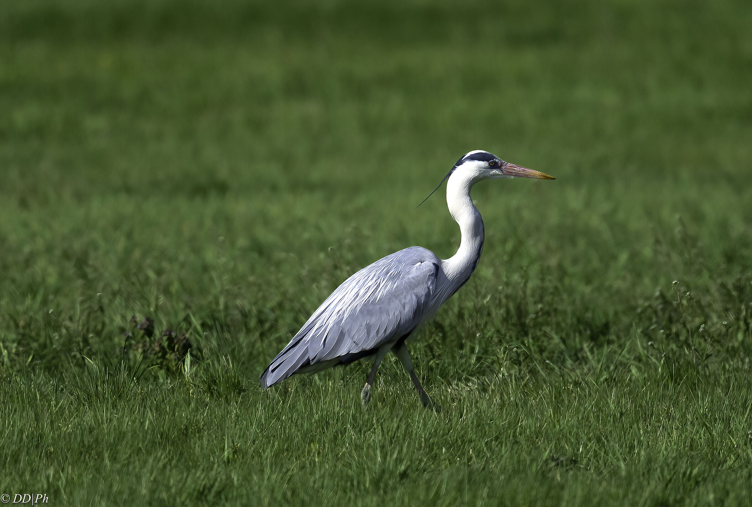 Grey heron