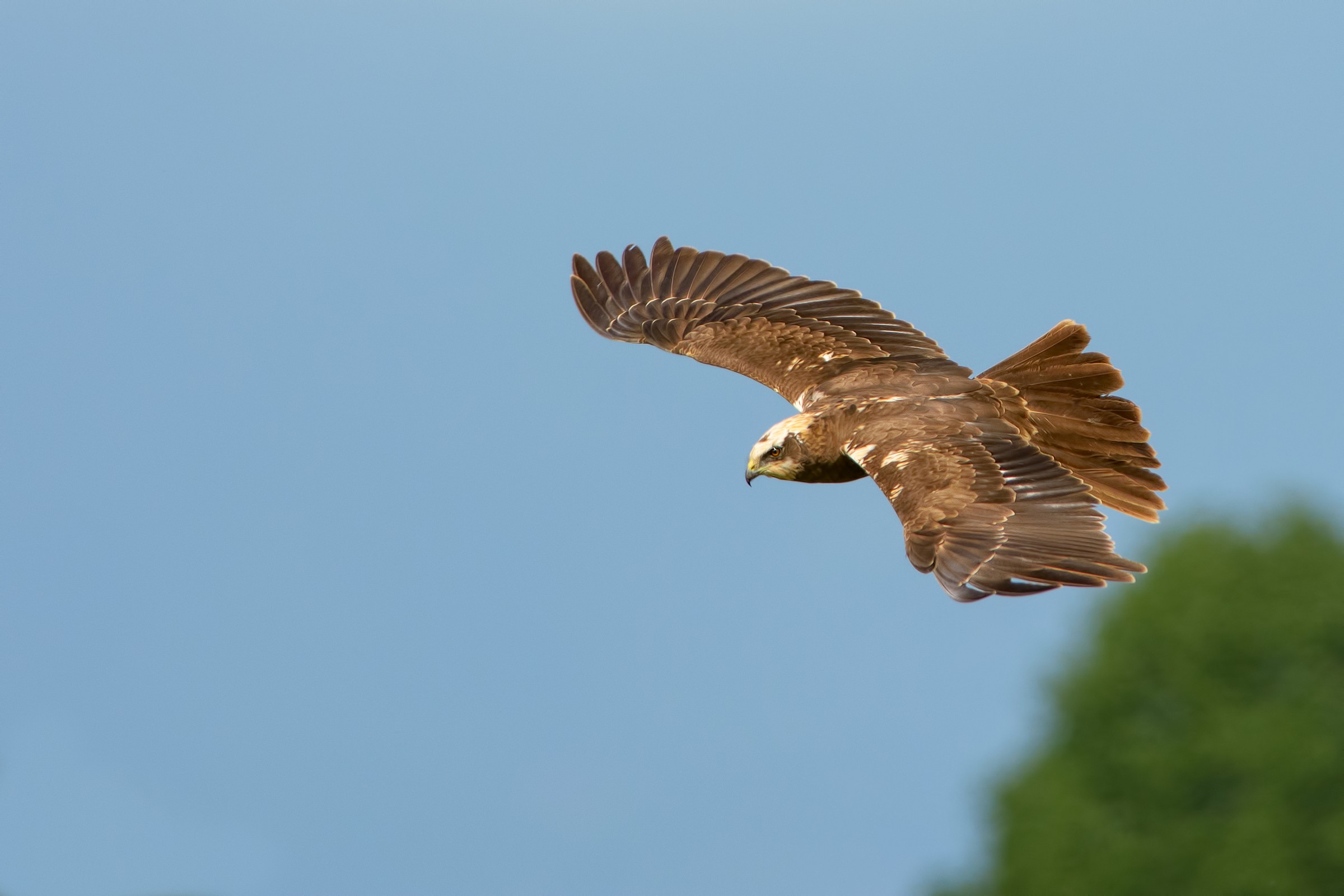 Marsh Harrier (Circus aeruginosus)