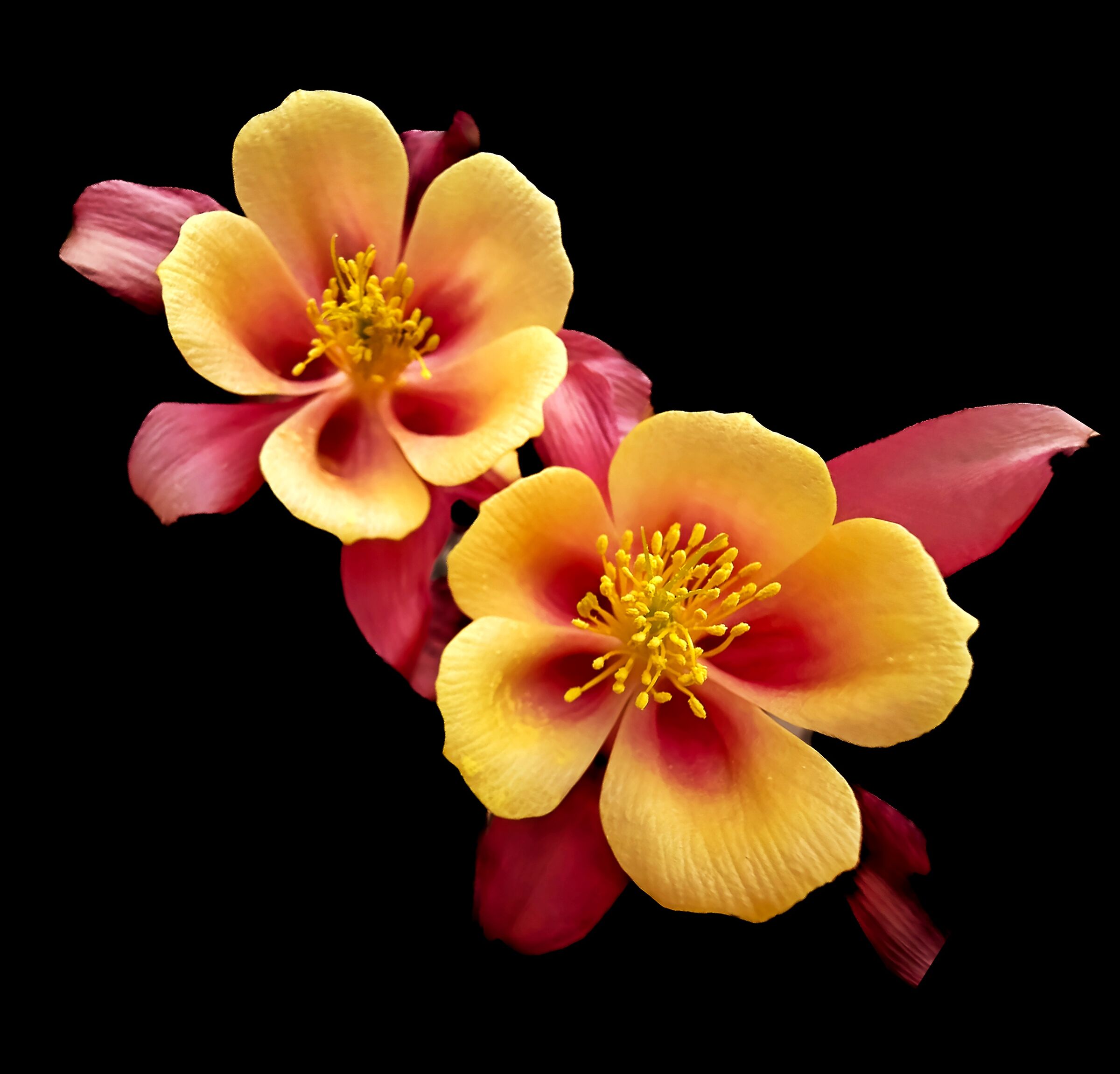 Aquilegie red yellow