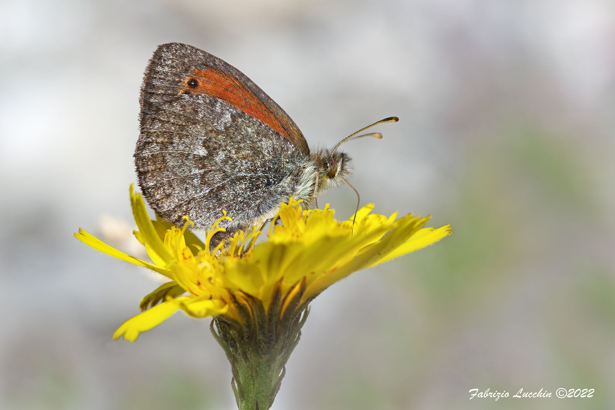 Erebia tyndarus