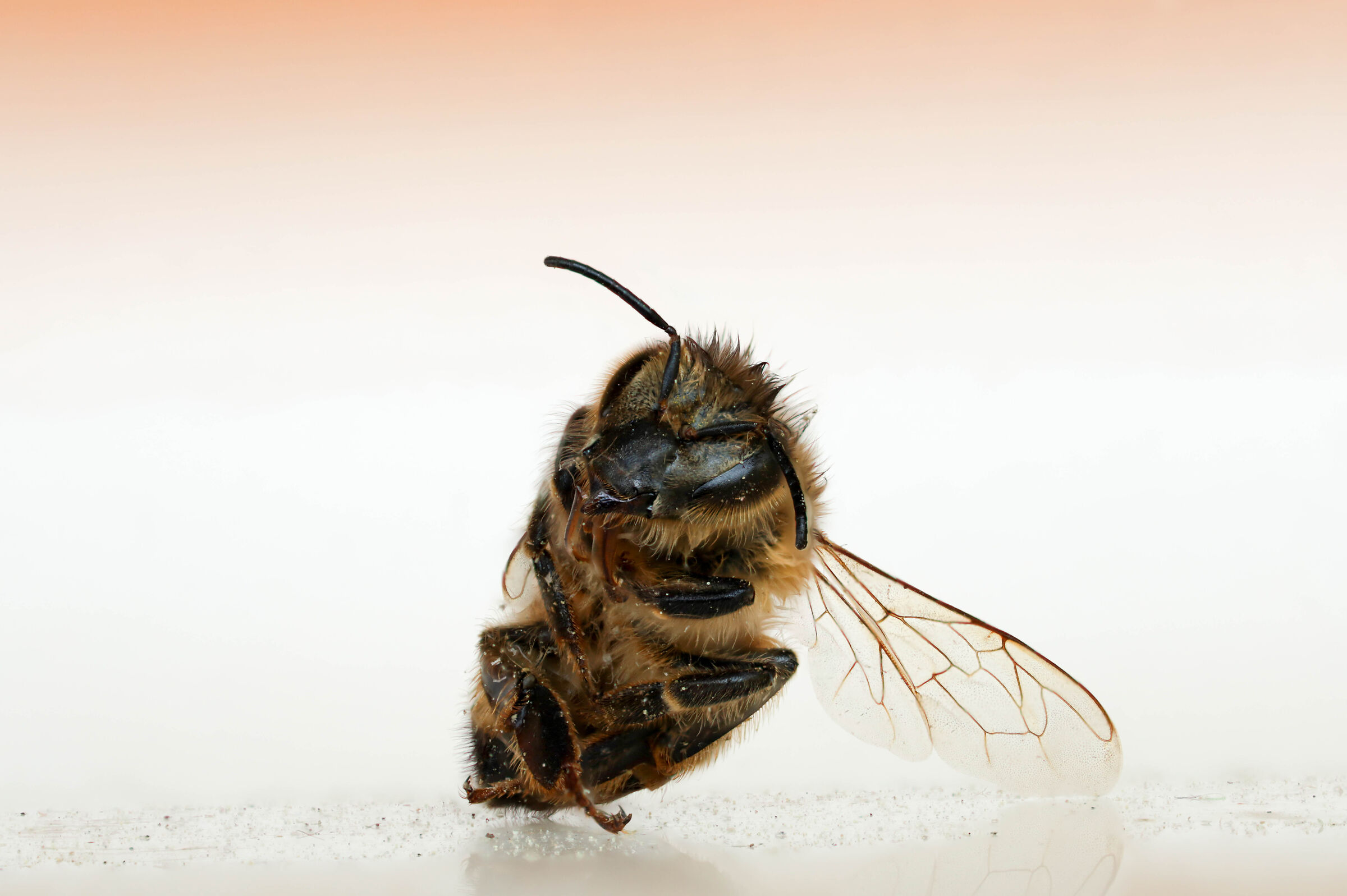 Apis mellifera