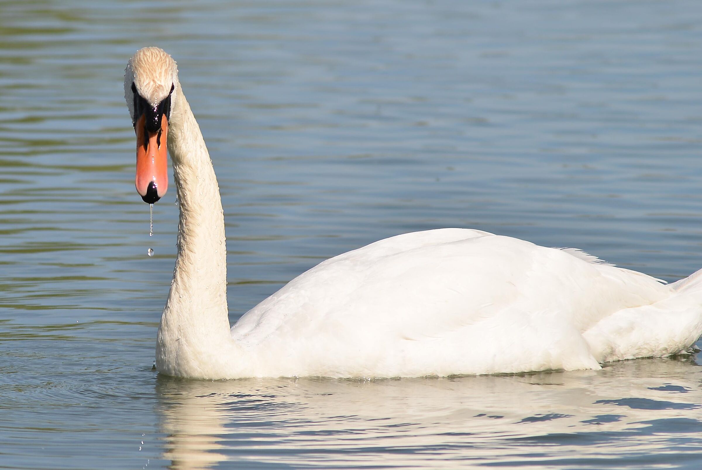 Swan 02