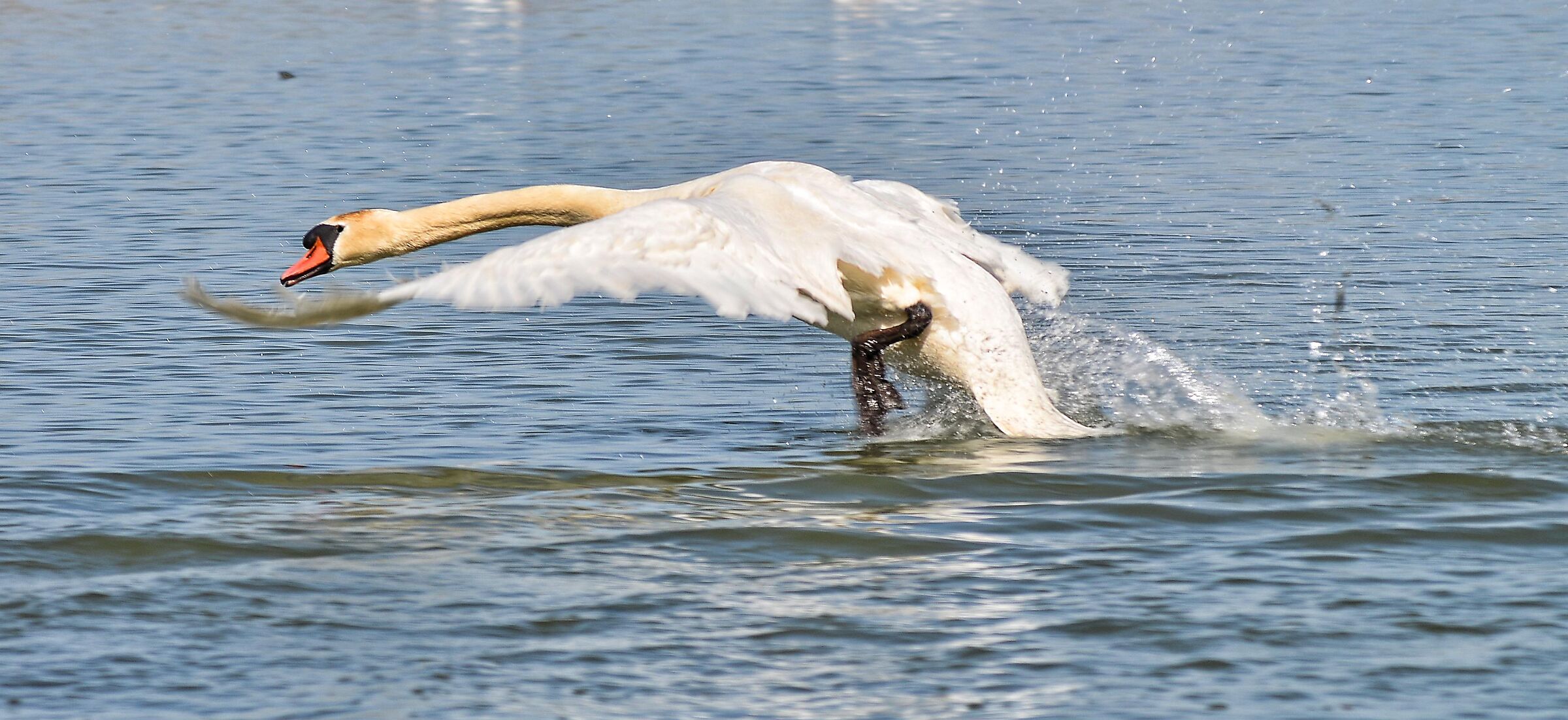 Swan taking off 01