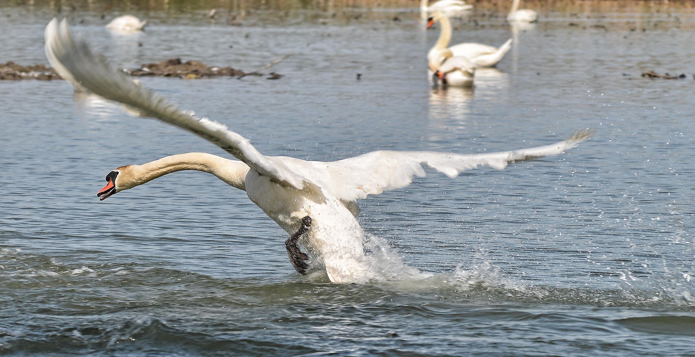 Swan taking off 02