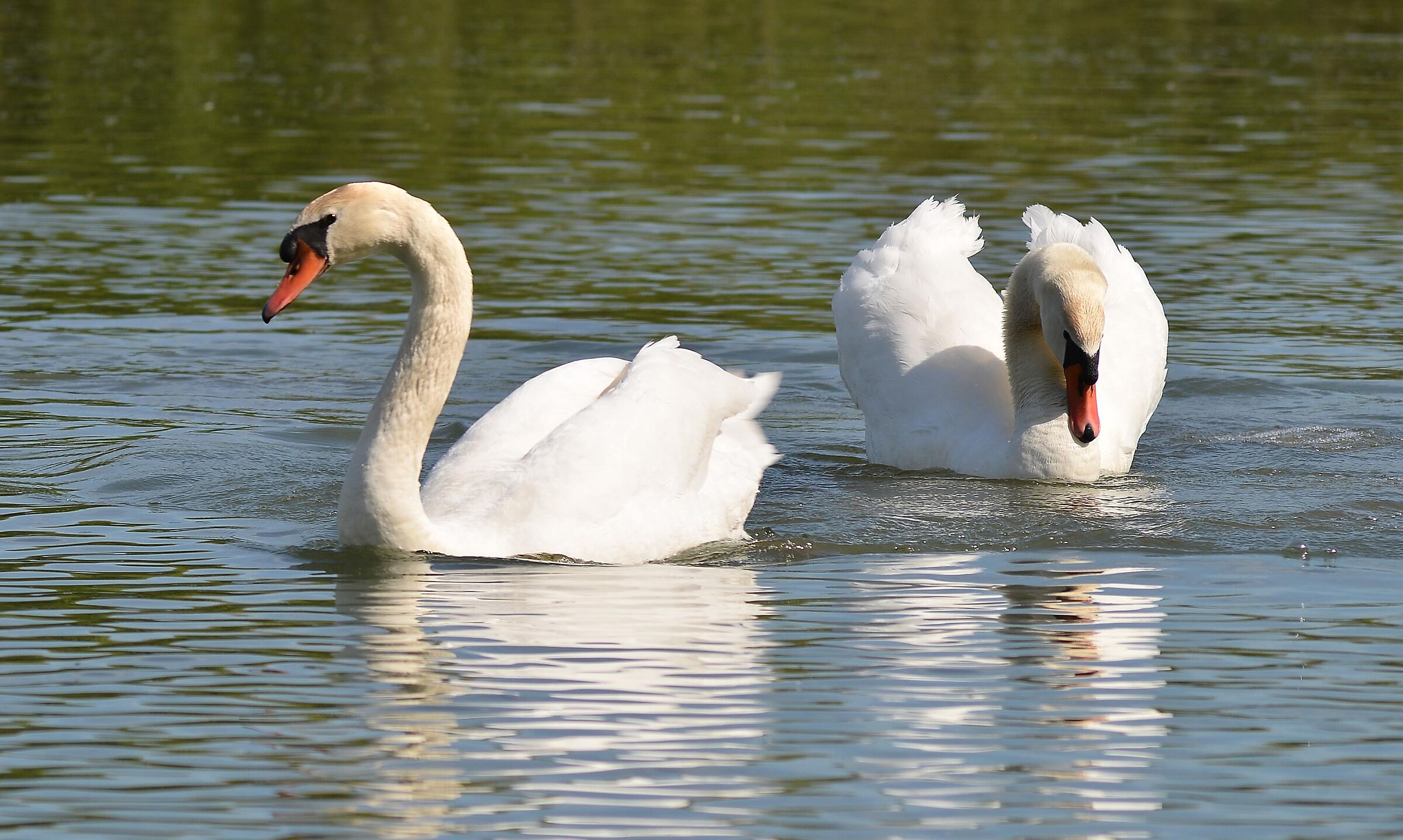 Swans 01
