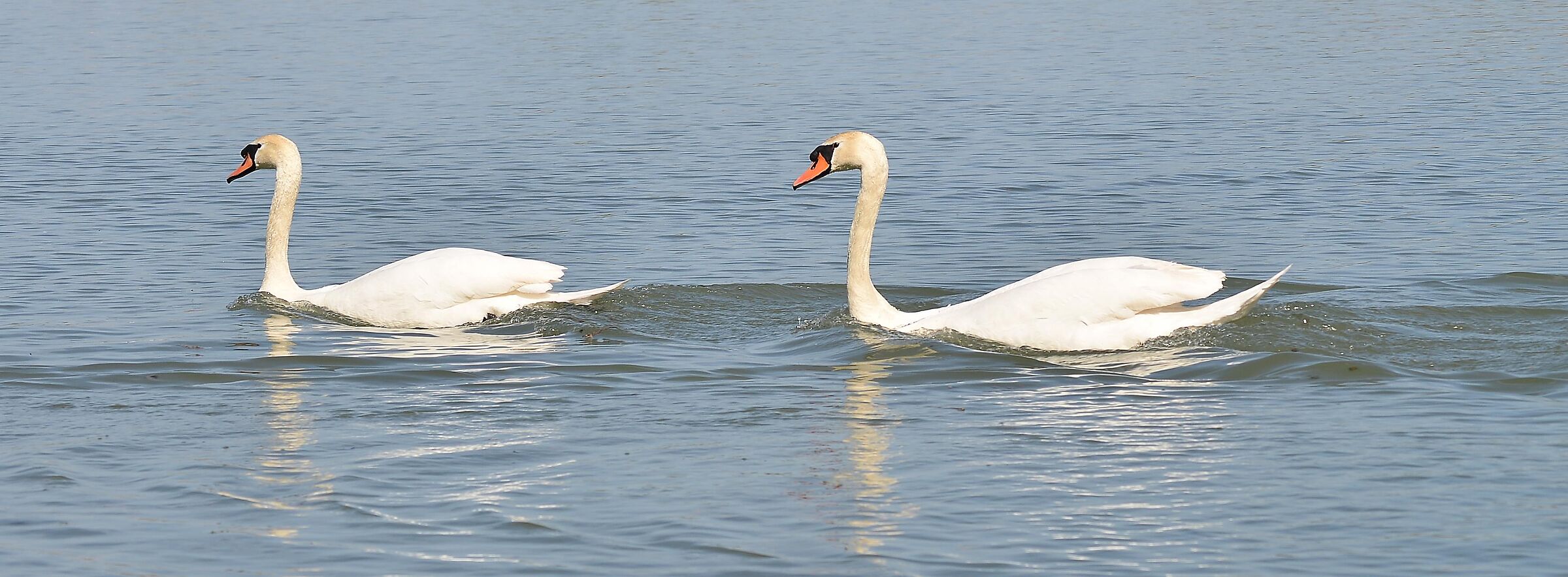 Swans 03