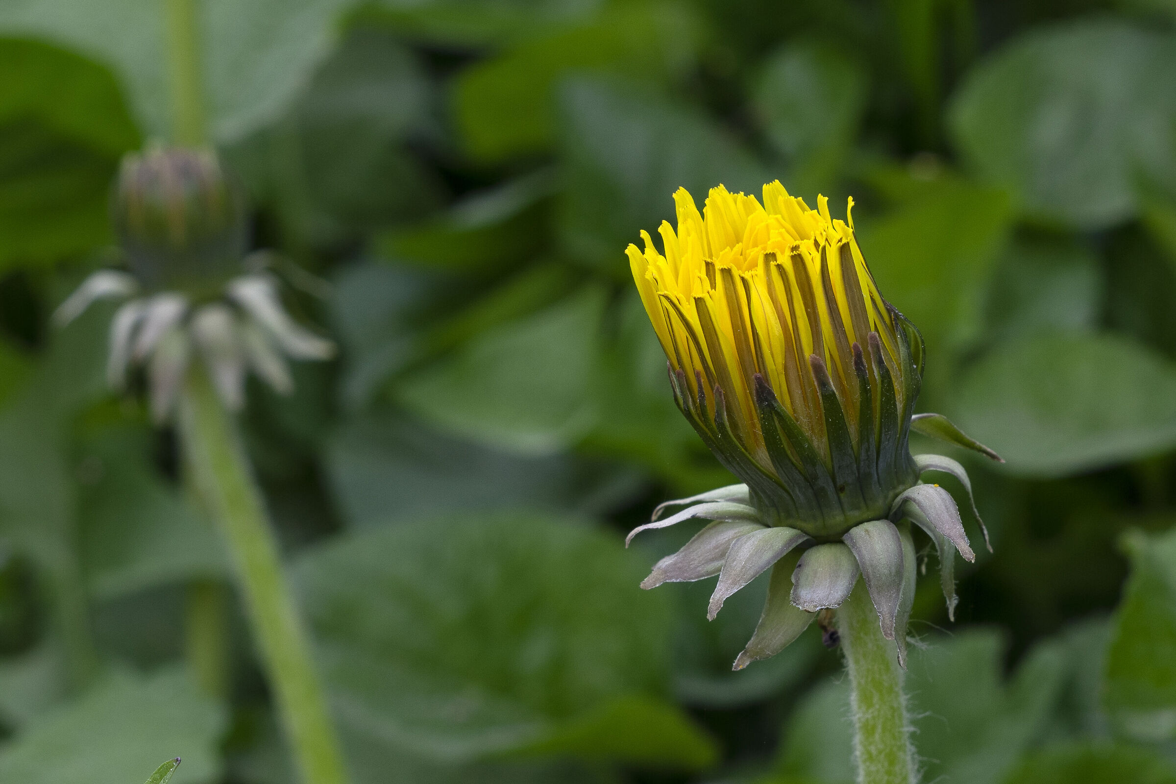 Dandelion flower