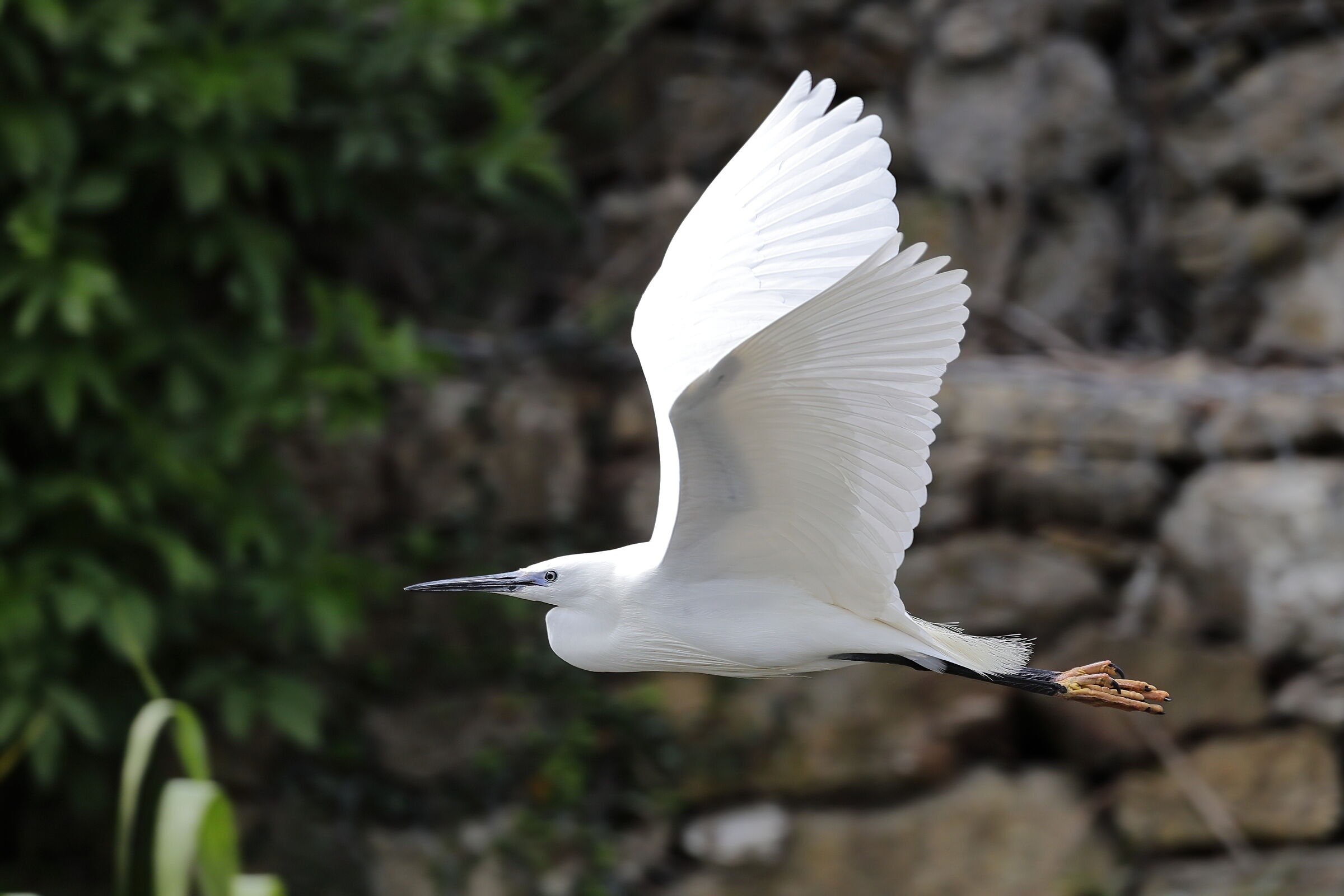 Heron