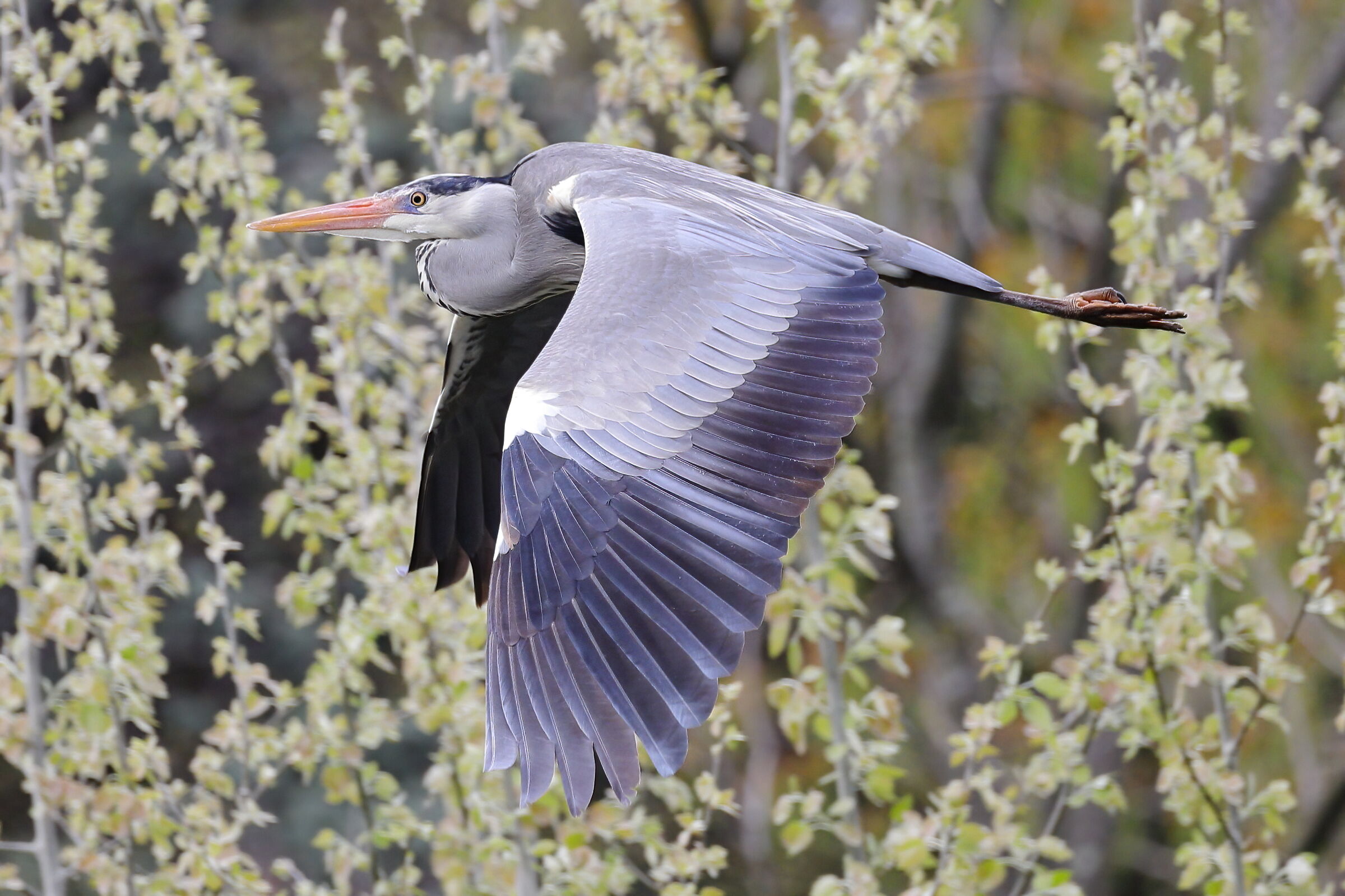 In flight