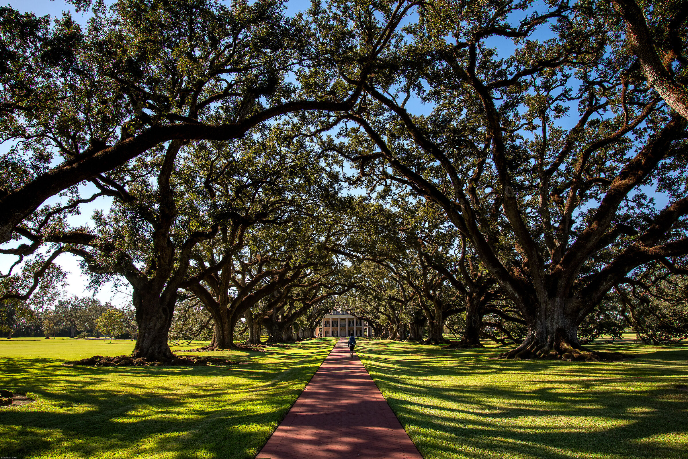 Le querce di Oak Alley